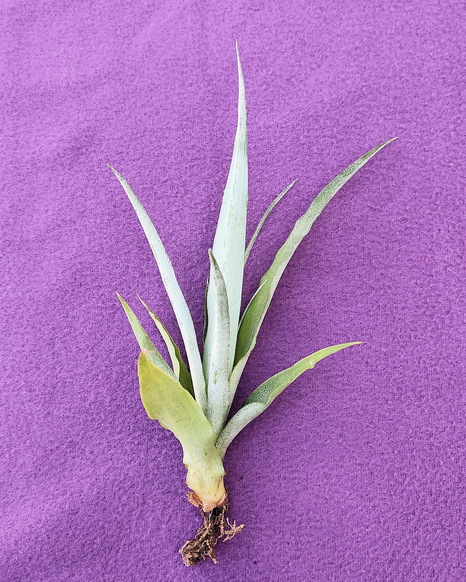 Lote Iniciación a las Minibromelias - 4 ejemplares - 2