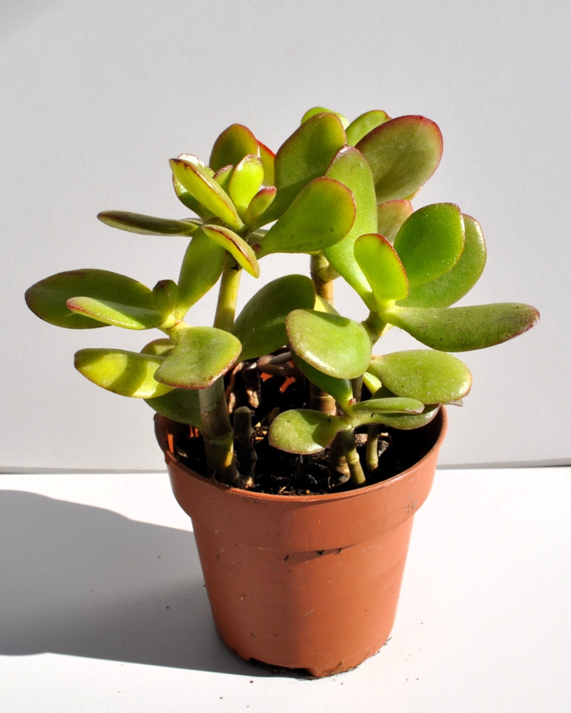 Crassula ovata (árbol de jade) - 2