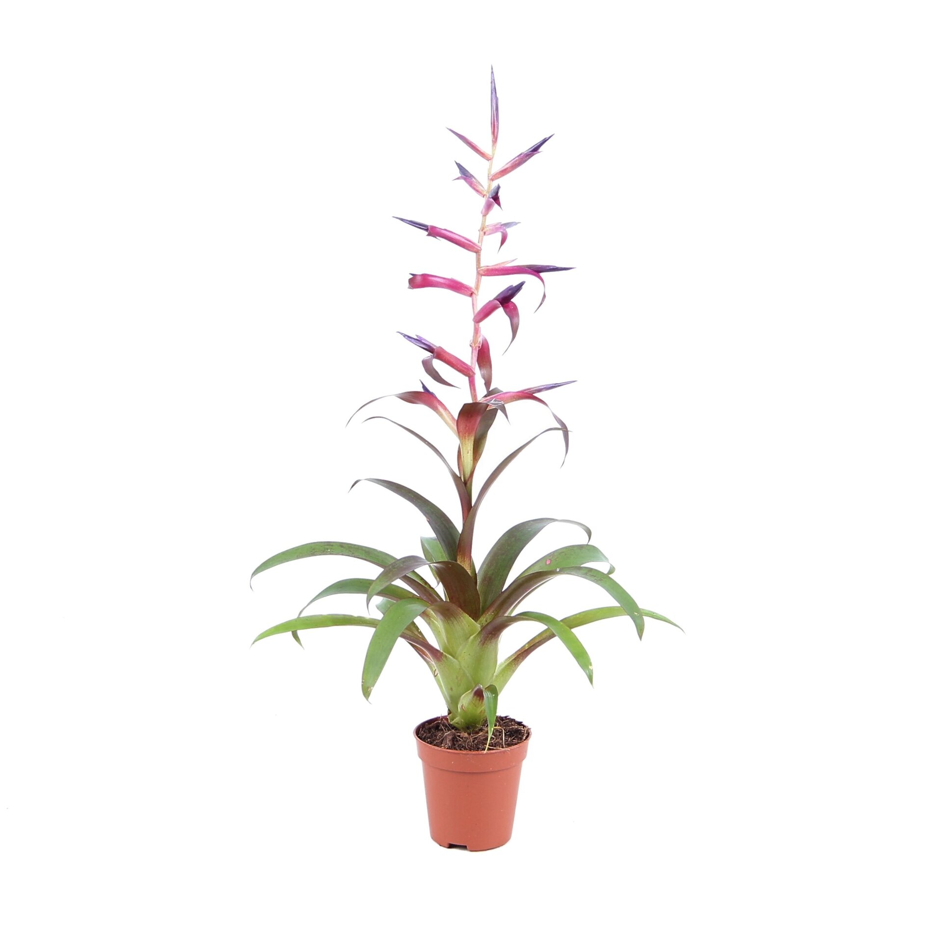 Tillandsia leiboldiana 'Mora' [en flor y con maceta] - 1