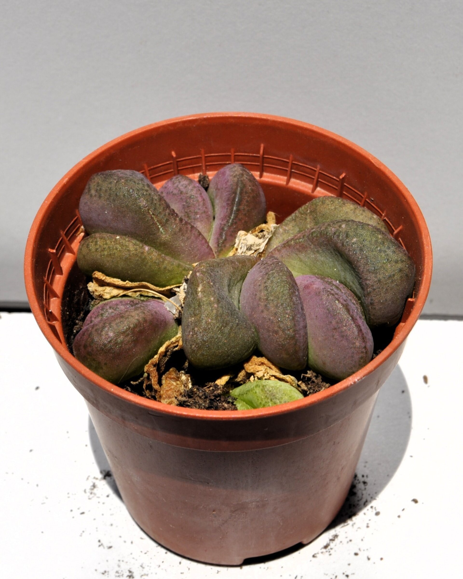 Glottiphyllum pygmaeum M5.5 (lengua de gato) - 5