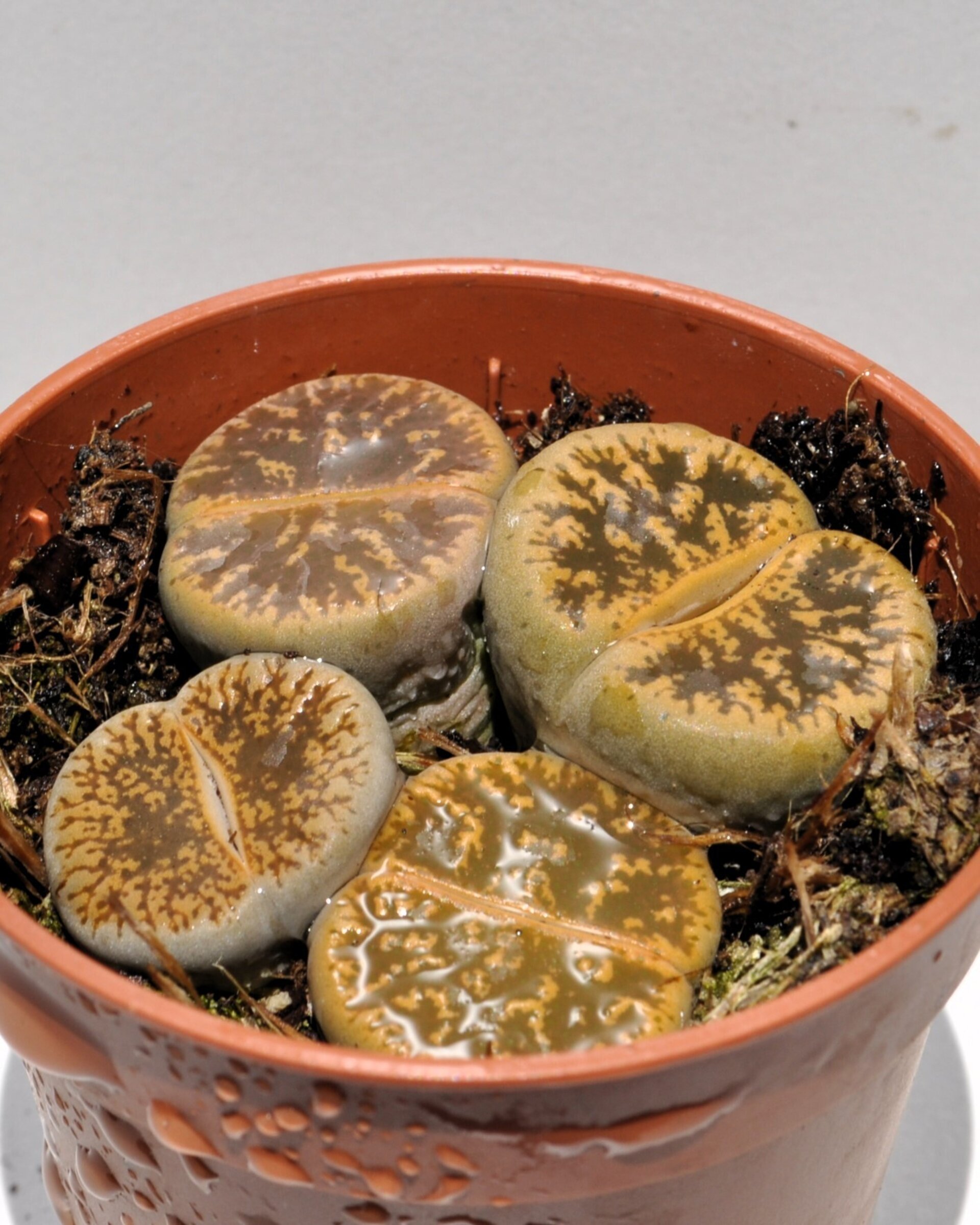 Lithops sp. pardos M 5.5 (planta piedra, piedra viva) - 6