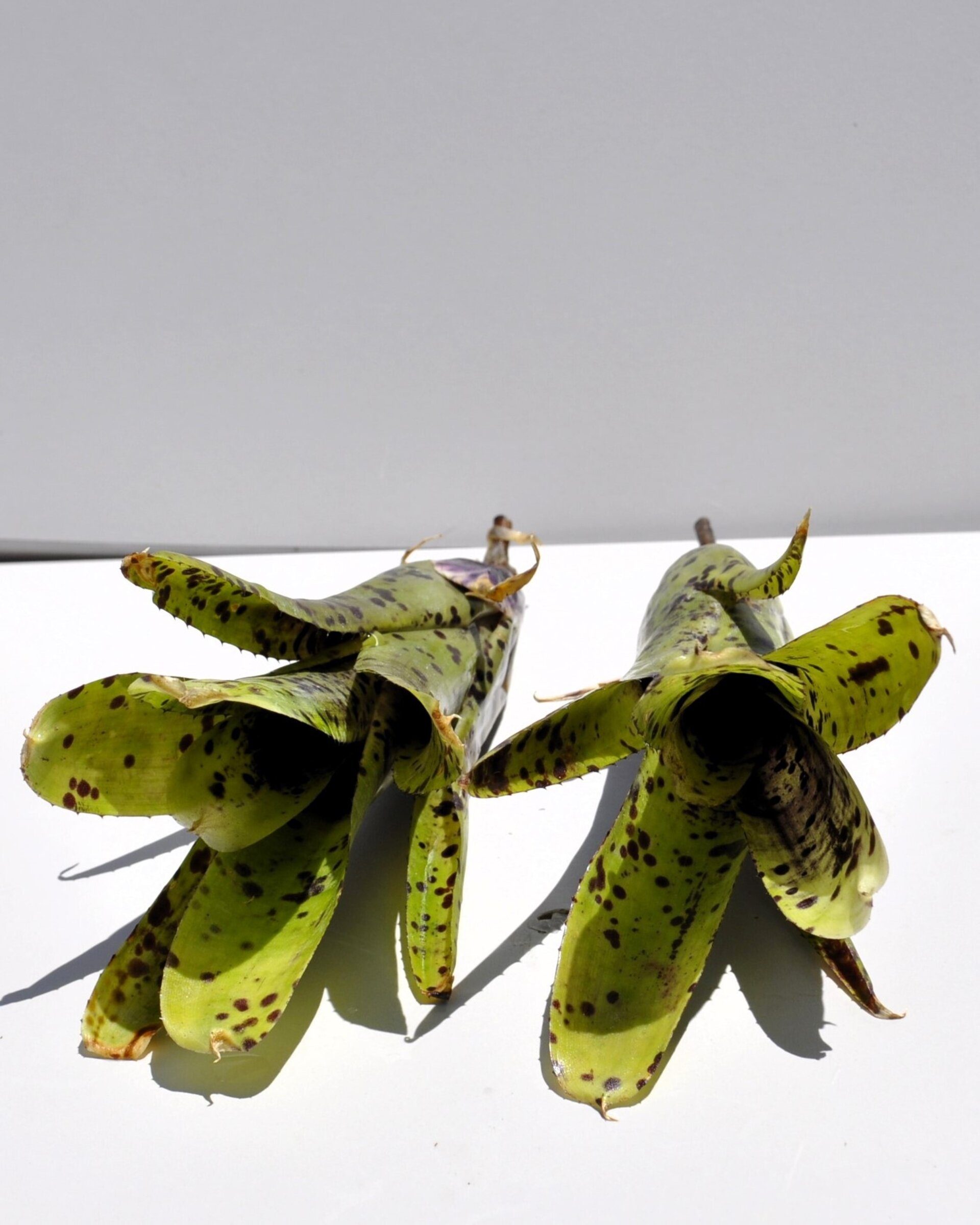 Neoregelia 'Anteia' - 2