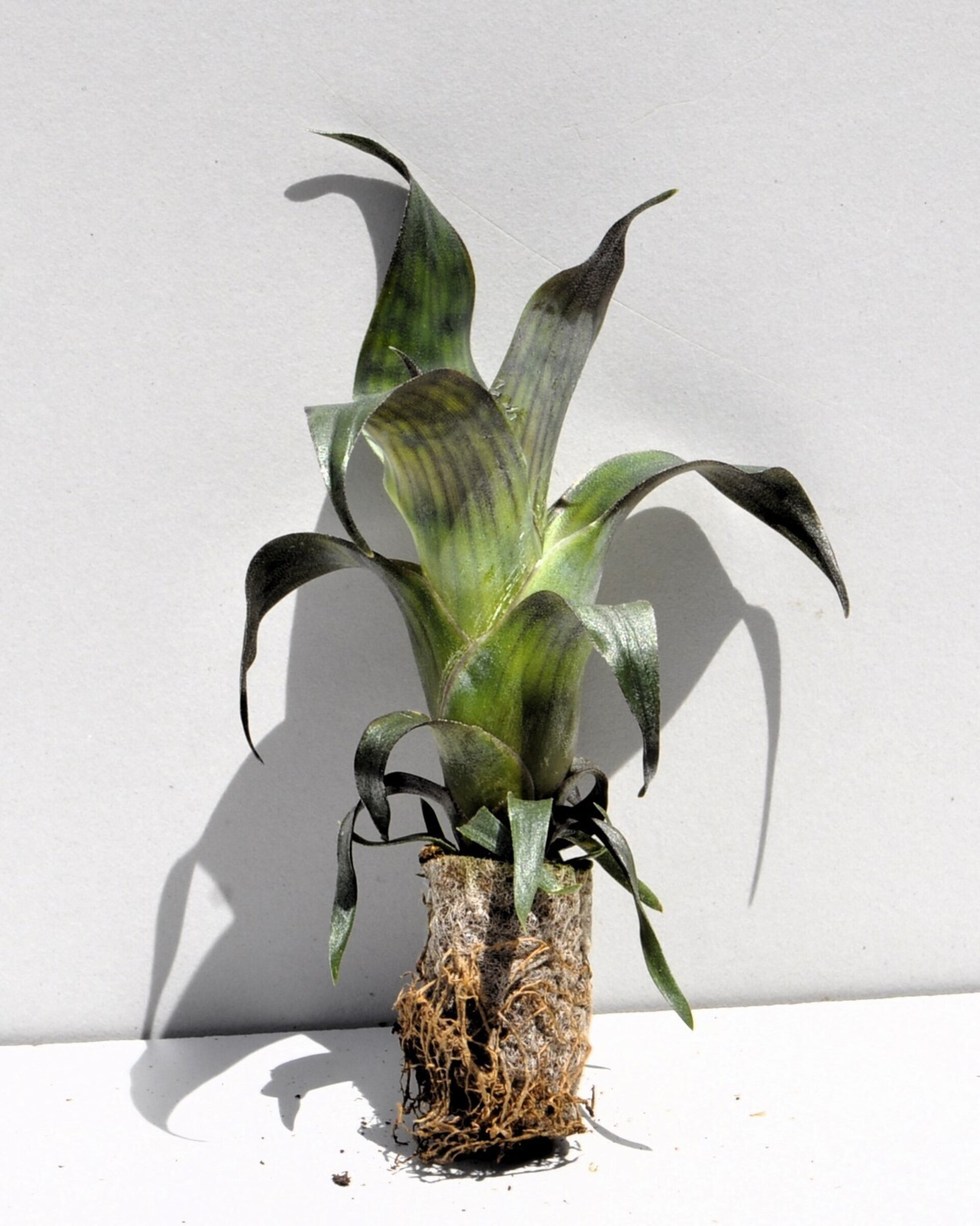 Lote Iniciación a las Minibromelias - 3 ejemplares - 2