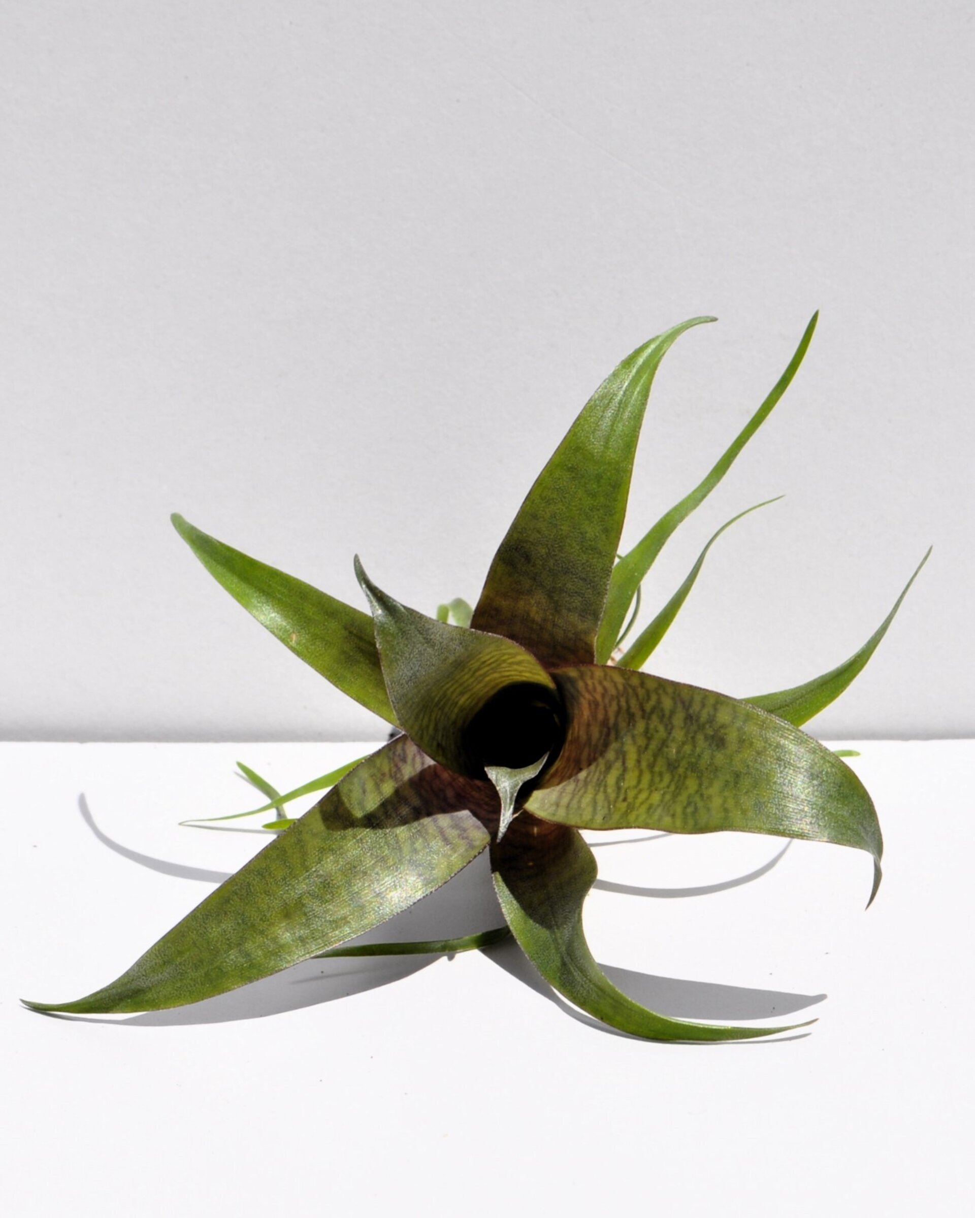 Vriesea 'Tropical Day' (mini) - 4