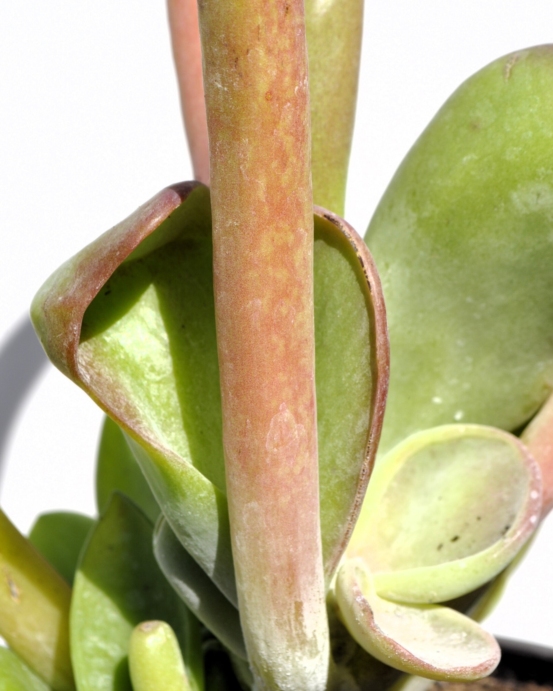 Kalanchoe luciae 'Oricula' M13 ("orejas de Shrek") - 6