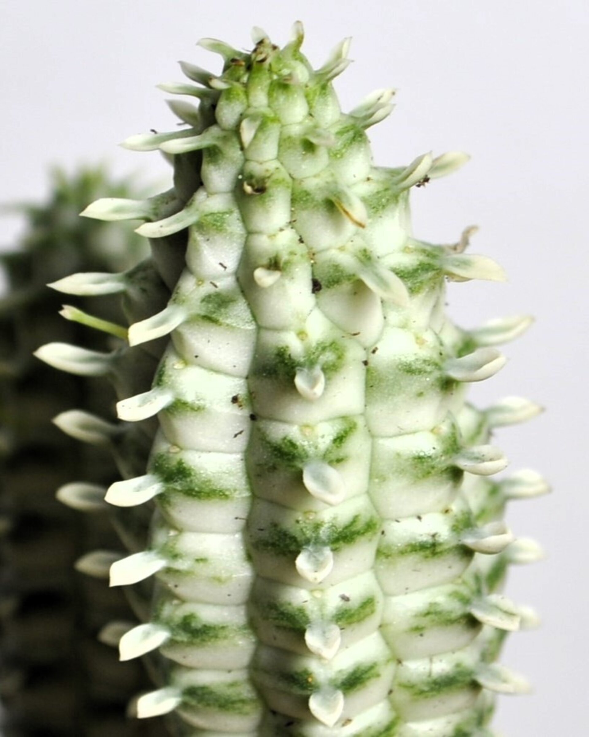 Euphorbia mammillaris 'Variegata' (mazorca de maíz variegada) - 5