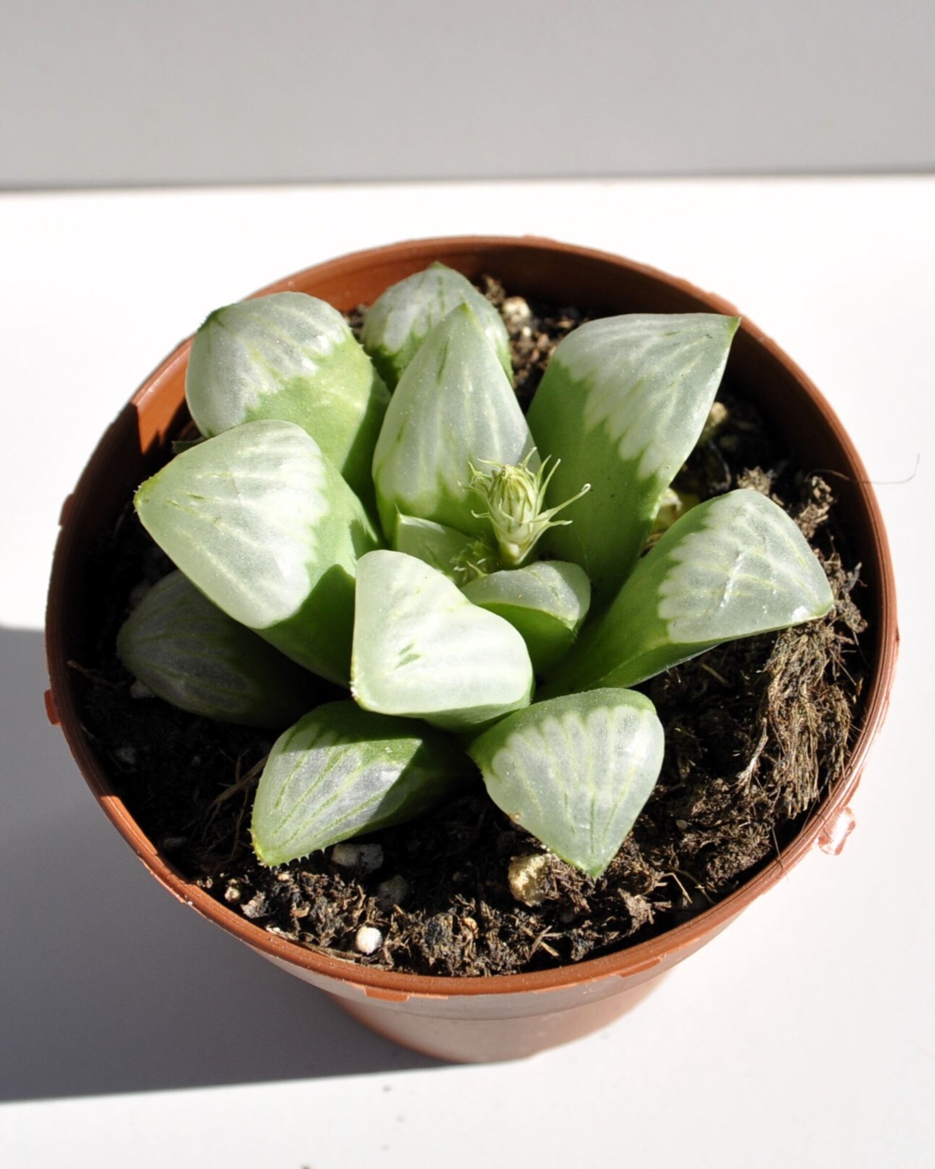 Haworthia 'Byakuya' (estrella de medianoche) - 3