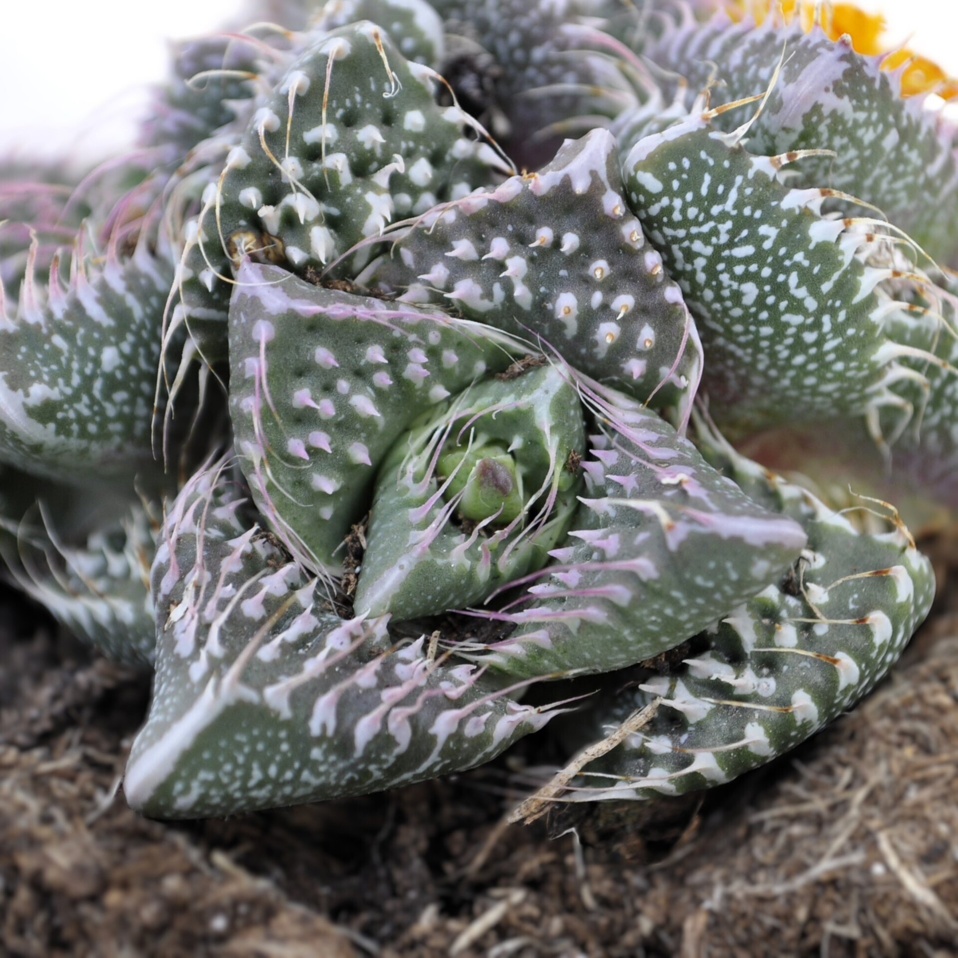 Faucaria tuberculosa 'Pink Selection' (faucaria Selección Rosa) - 4