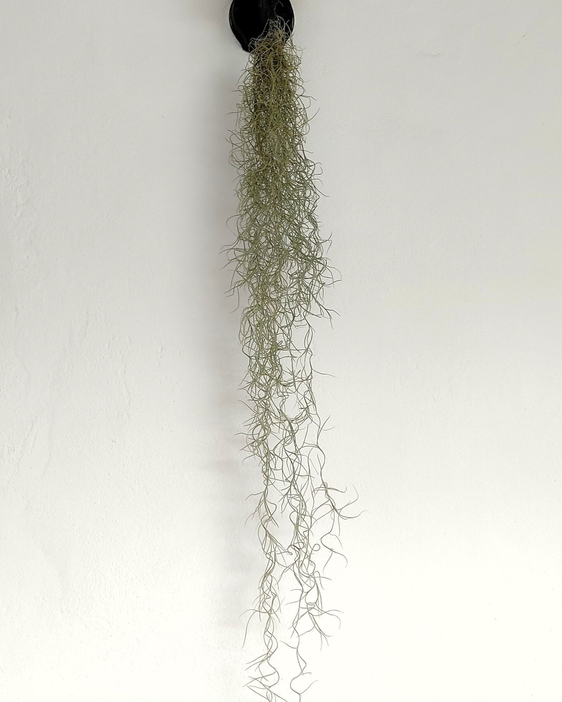 Tillandsia usneoides [XL] (barba de viejo [muy larga]) - 4