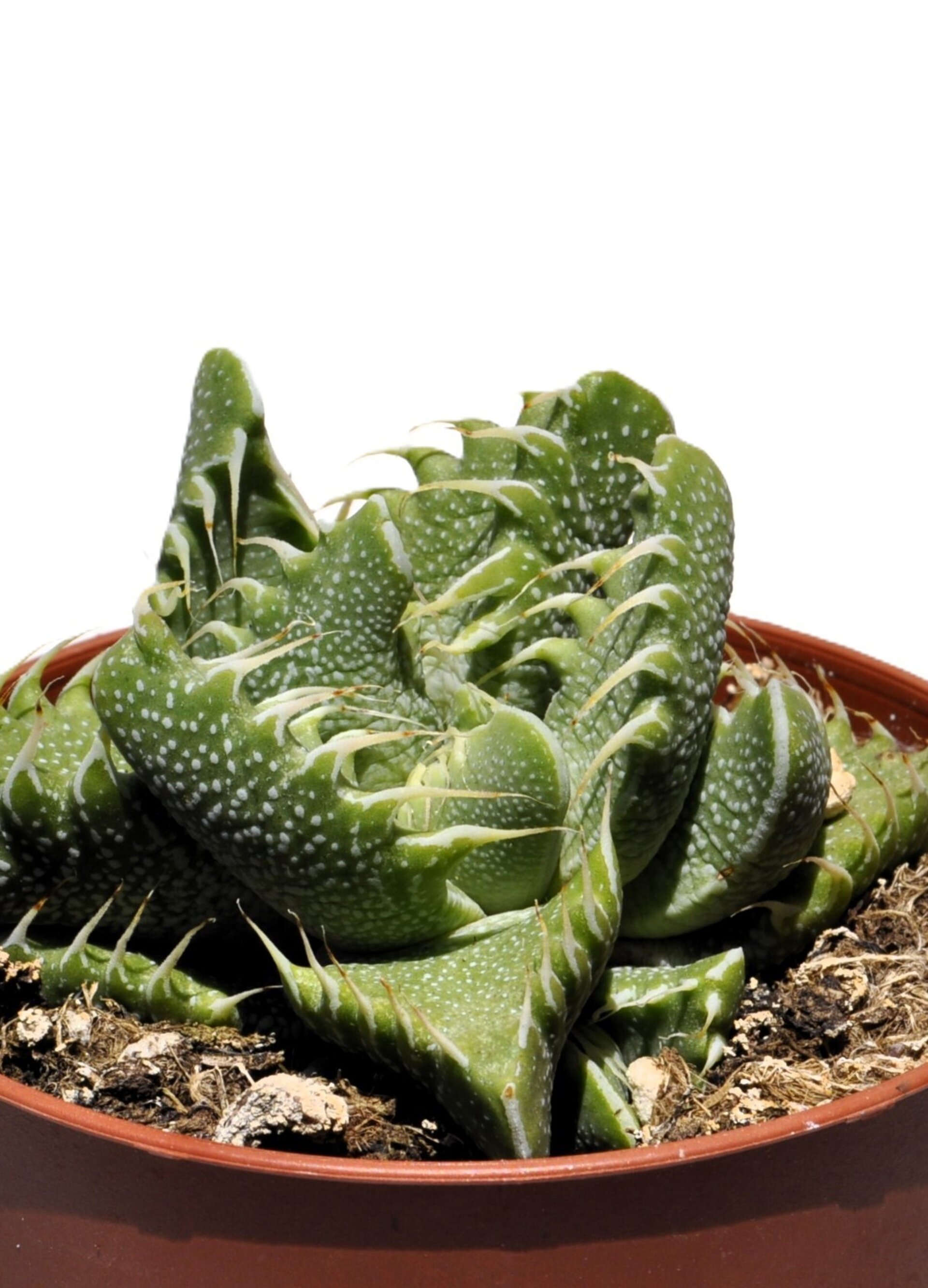 Faucaria tigrina (boca de tigre) - 2