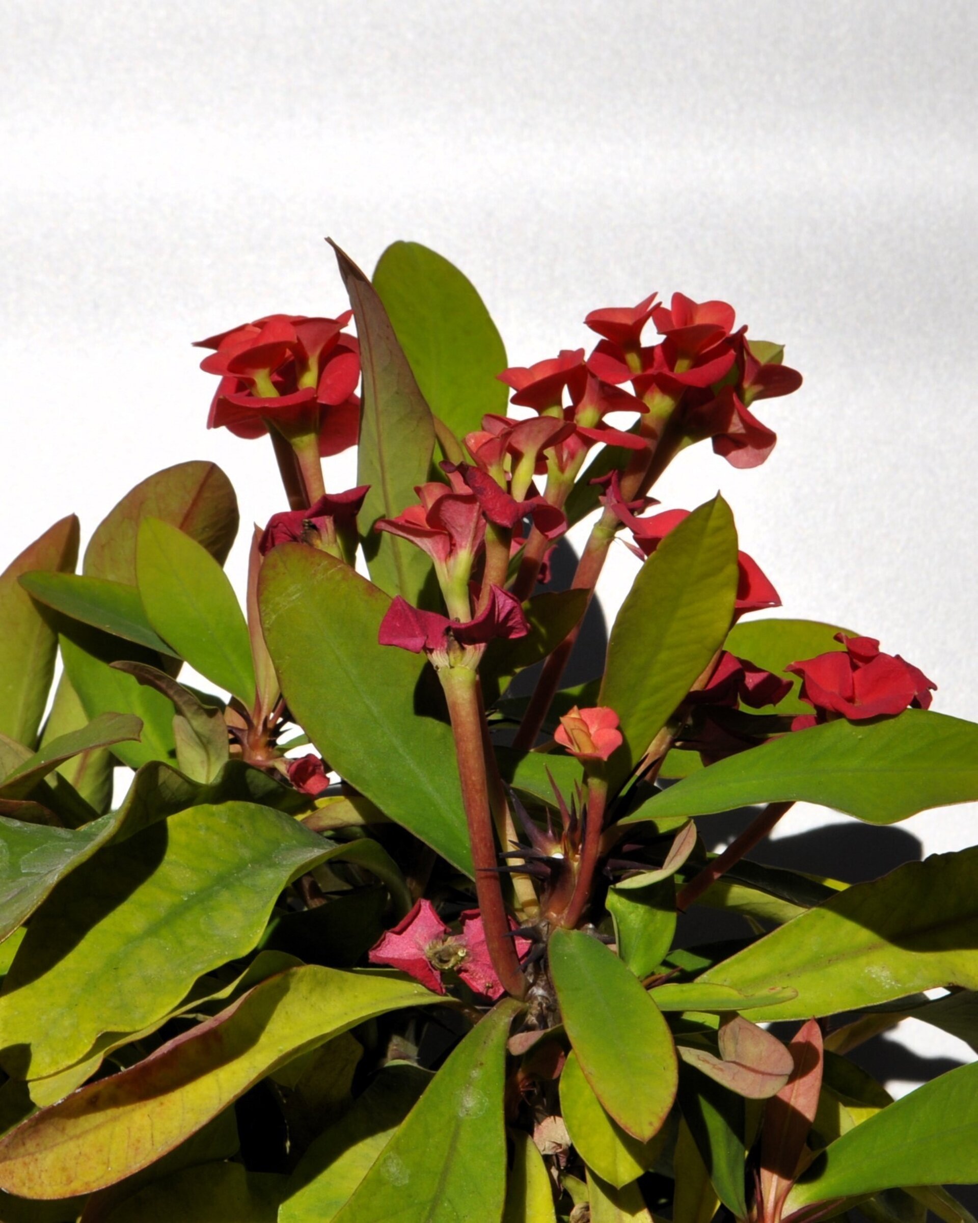 Euphorbia milii (corona de Cristo) - 1