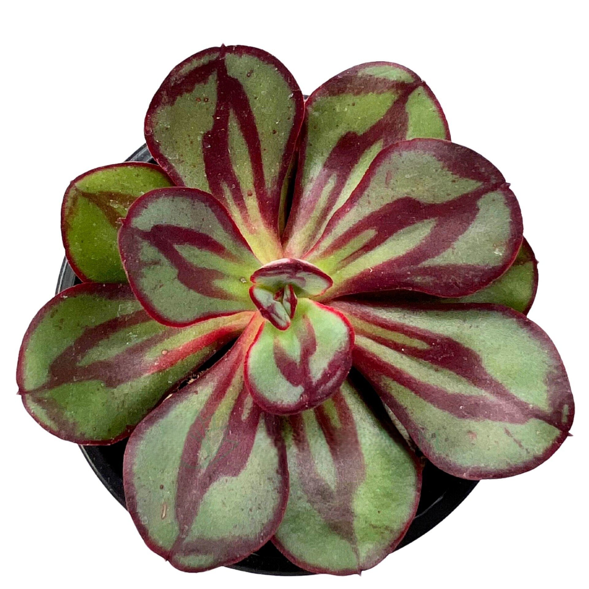 Echeveria nodulosa (echeveria de hojas pintadas) - 1