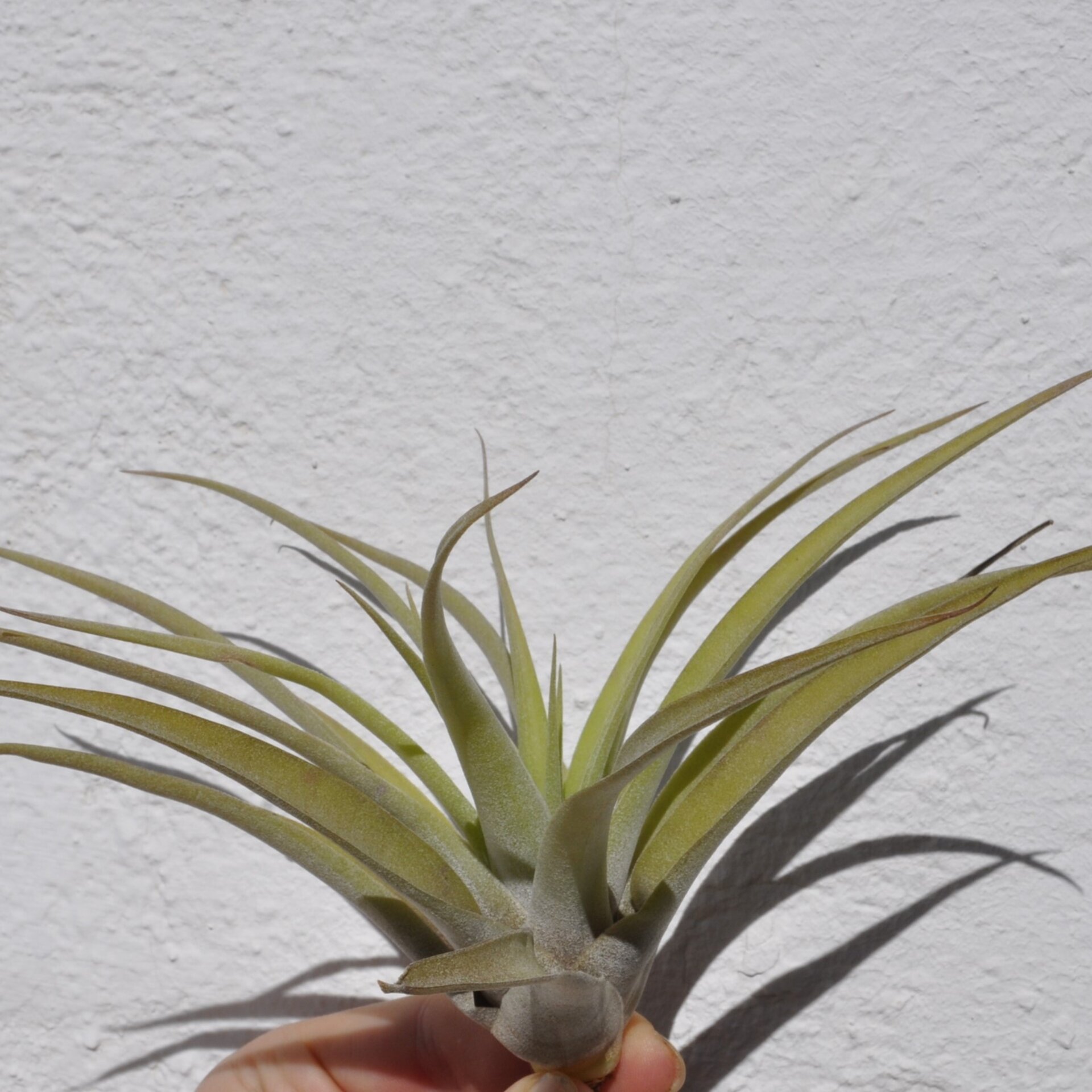 Tillandsia capitata 'Peach' (medium) - 3