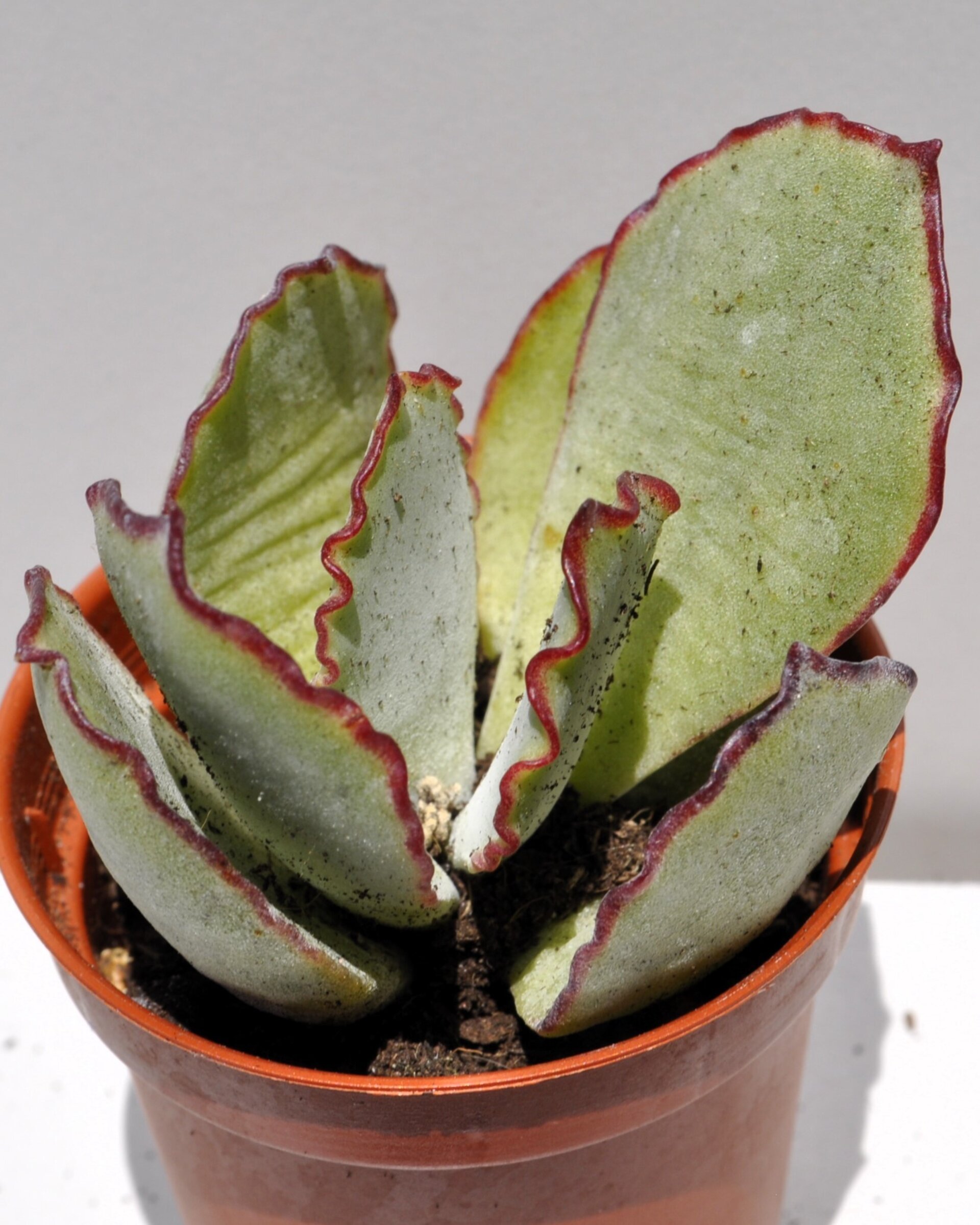 Cotyledon undulata (corona de plata) - 5