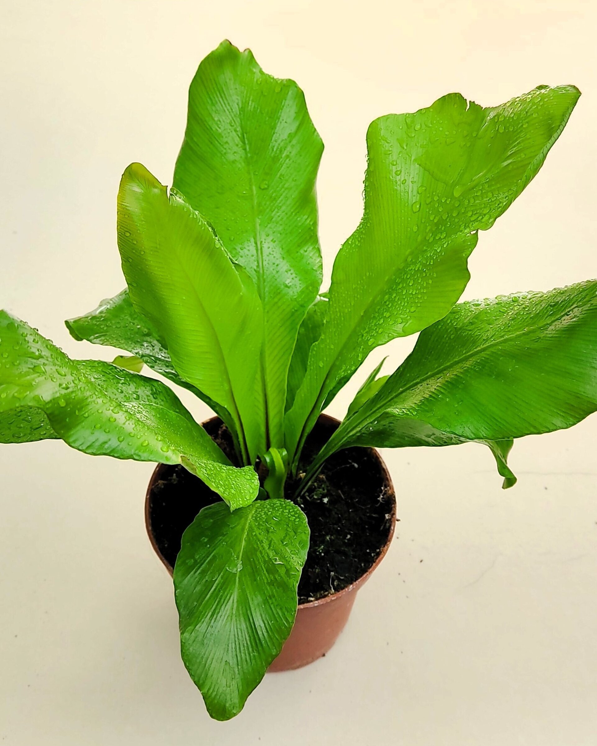 Asplenium nidus (helecho nido de ave) - 1