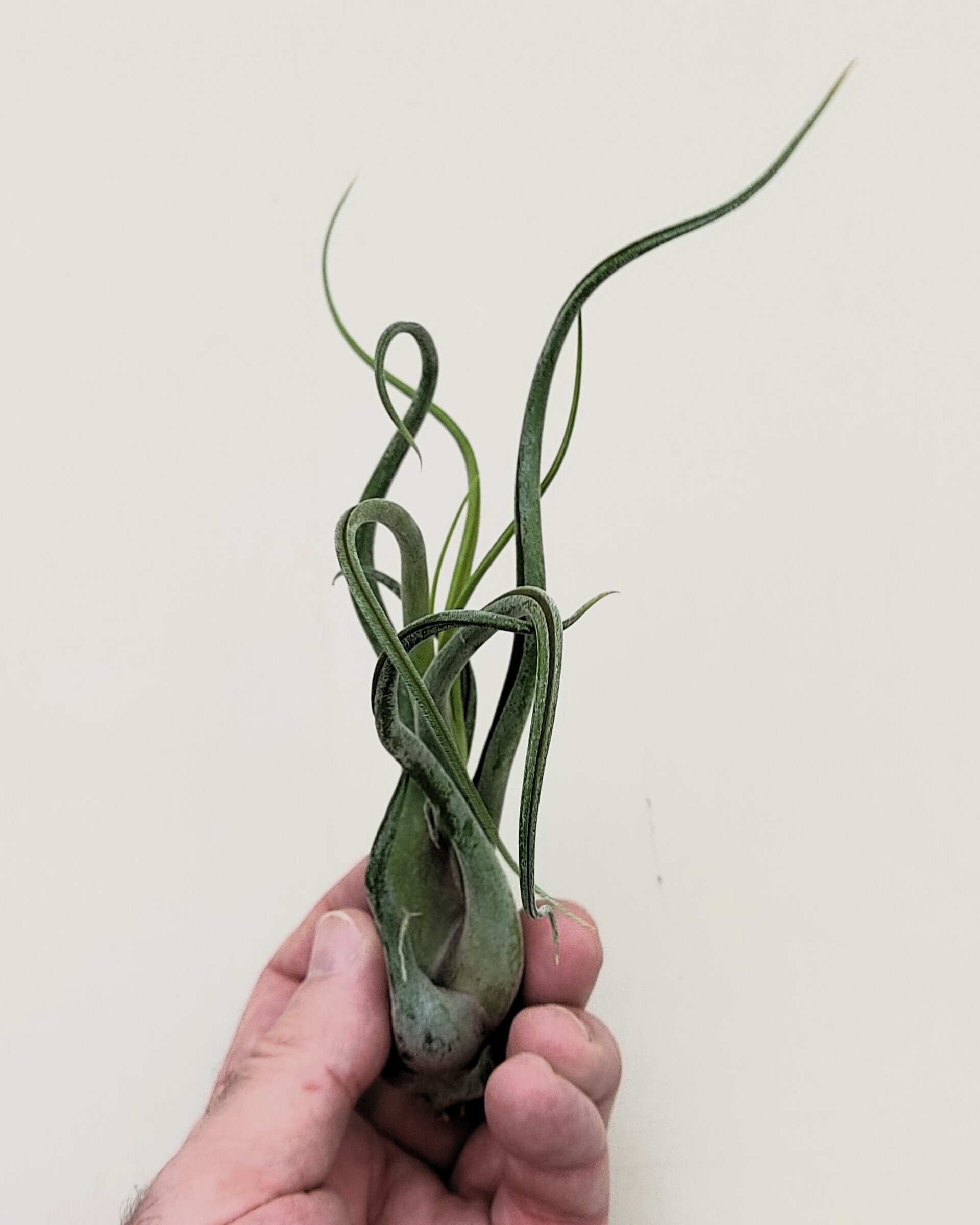 Tillandsia caput-medusae (planta pulpo) [medium] - 5