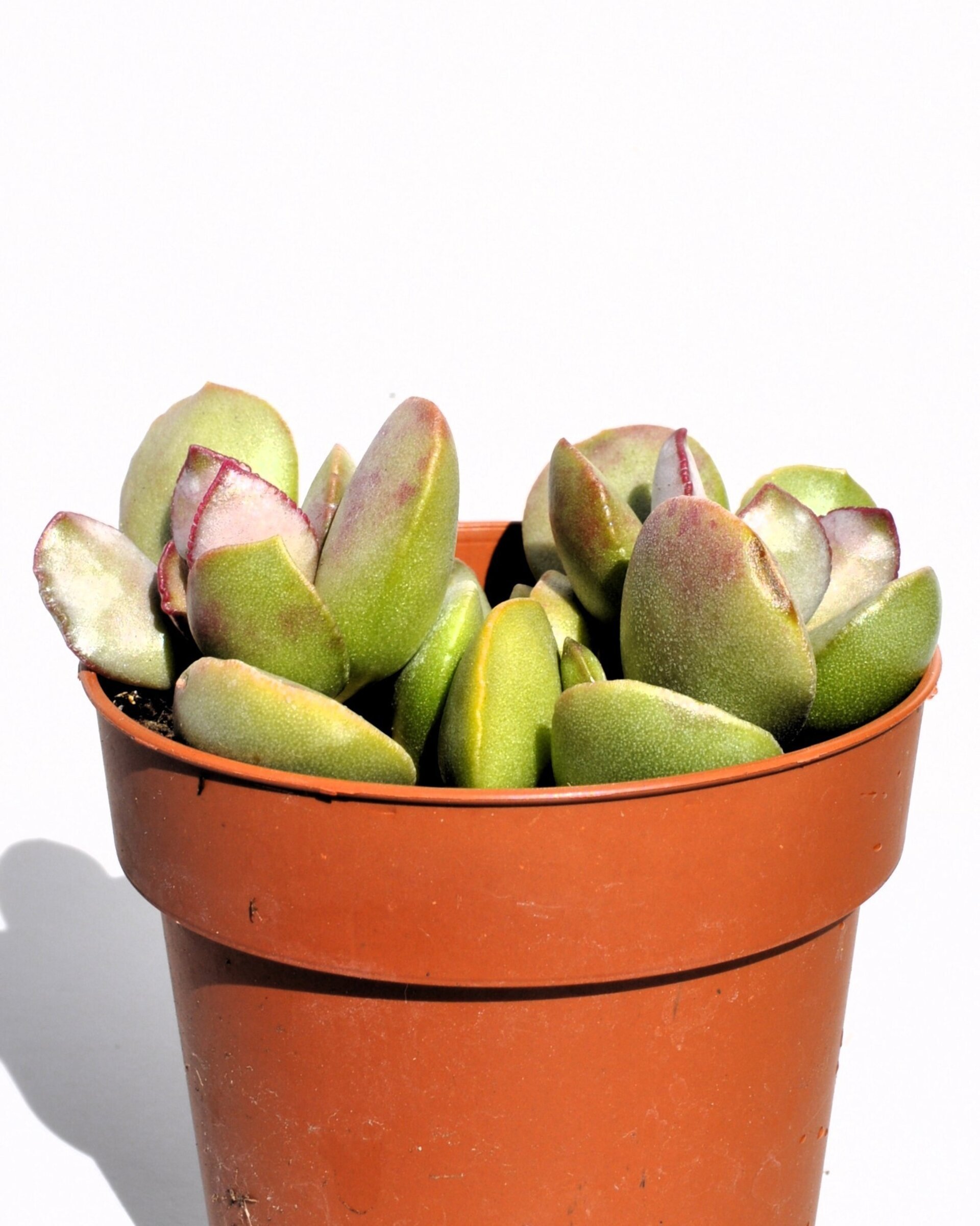 Adromischus cf. liebenbergii - 4