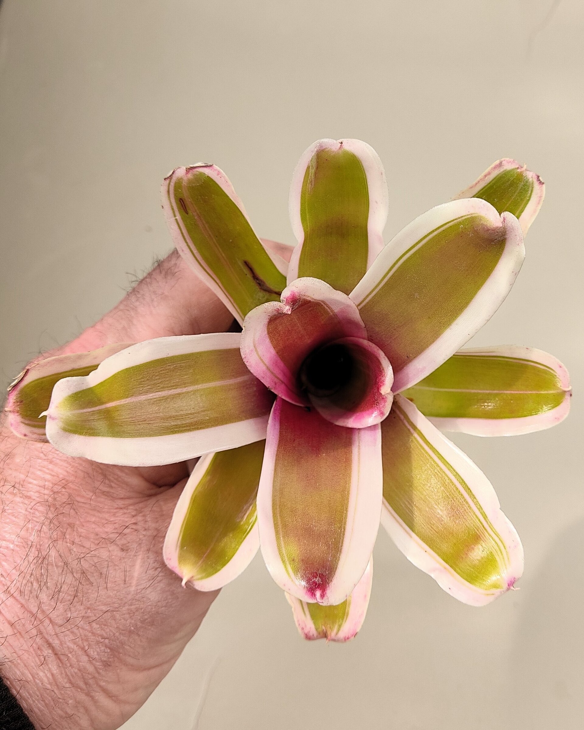 Neoregelia 'Pink' - 5