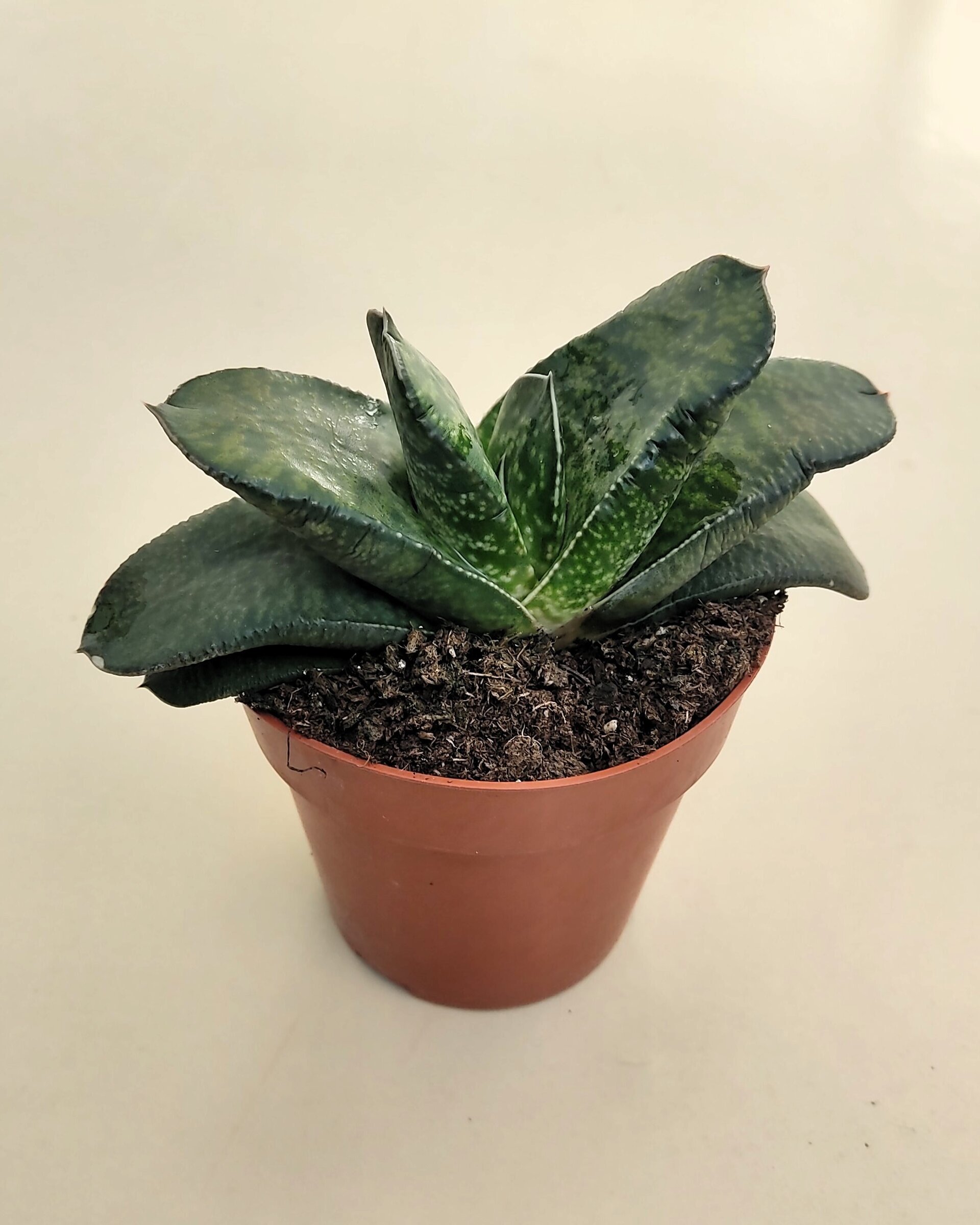 Gasteria sp. - 1