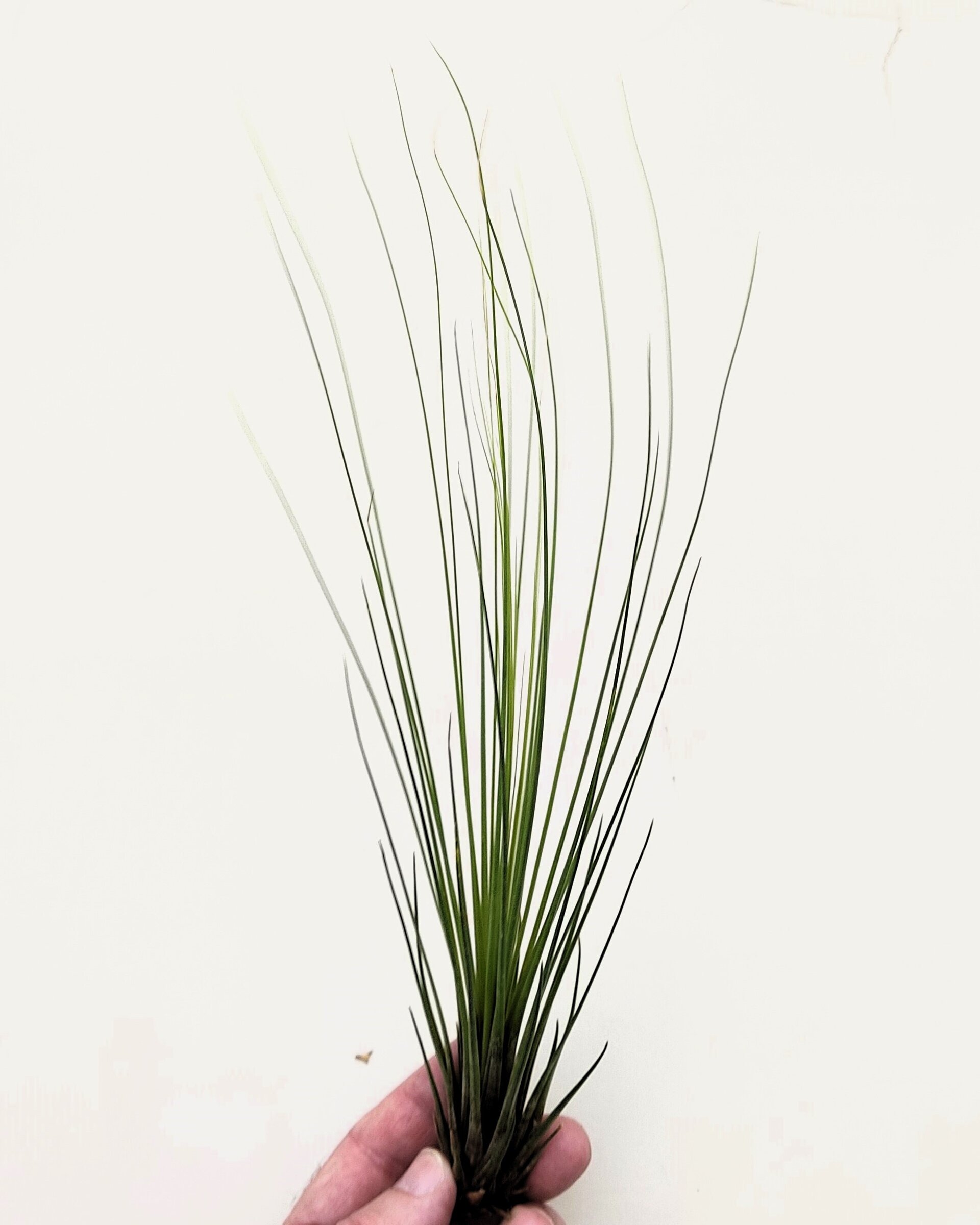 Tillandsia juncifolia - 8