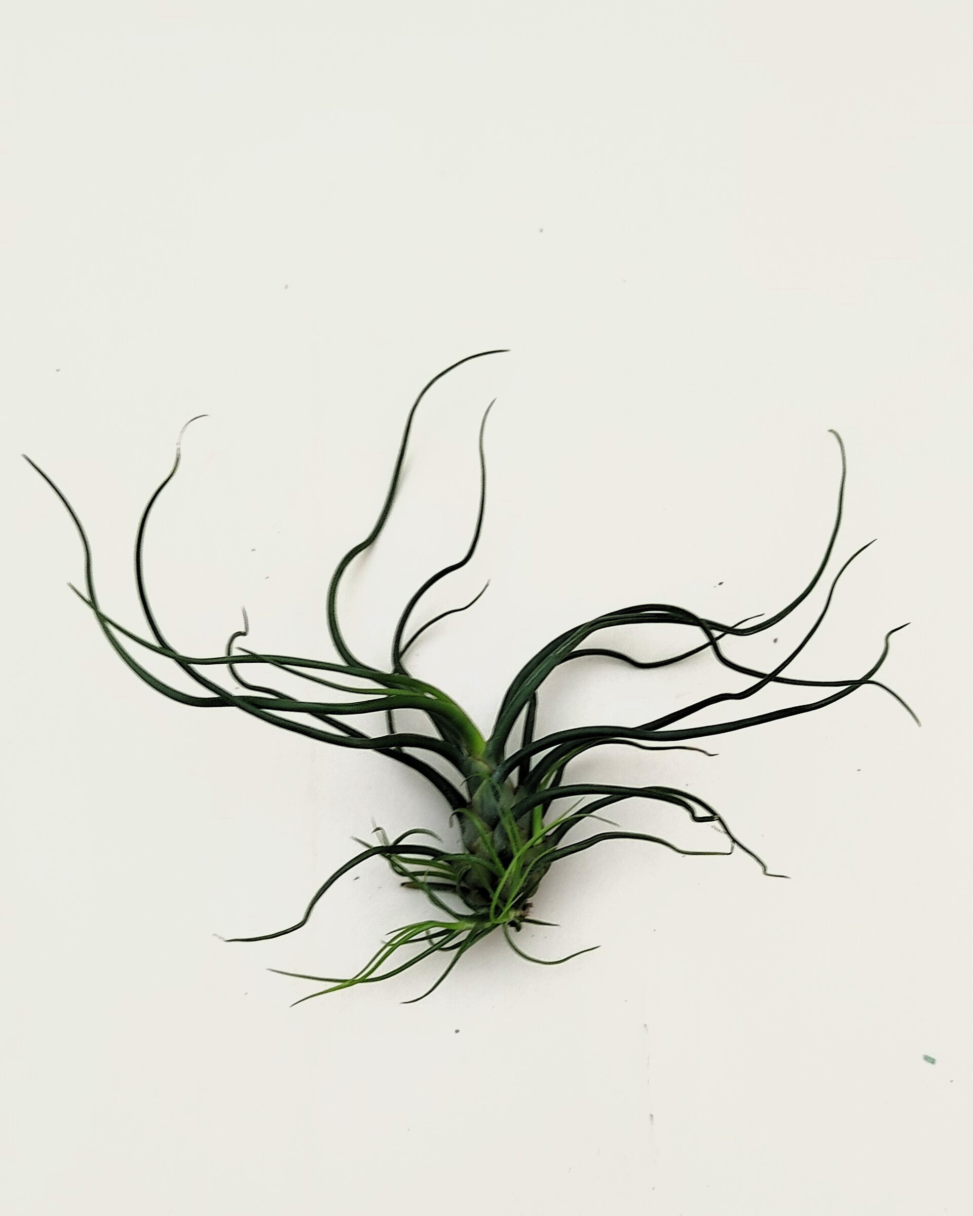 Tillandsia bulbosa - 3