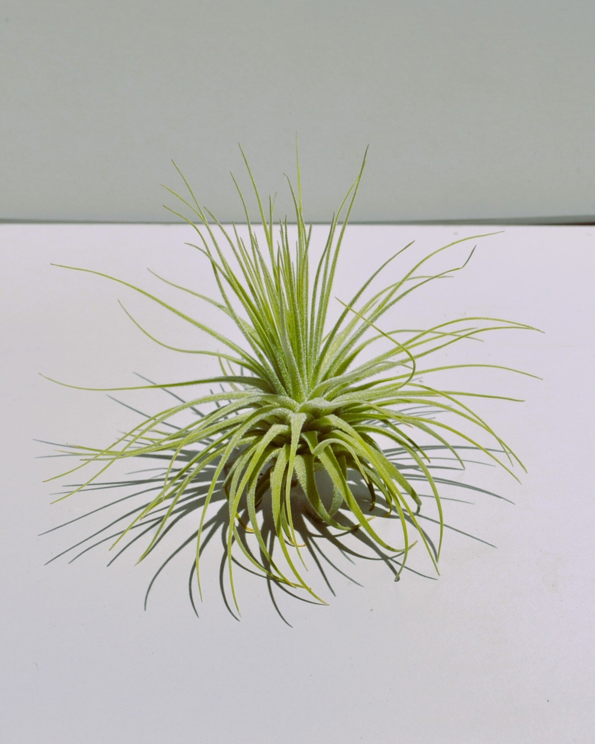 Tillandsia magnusiana (medium) - 3