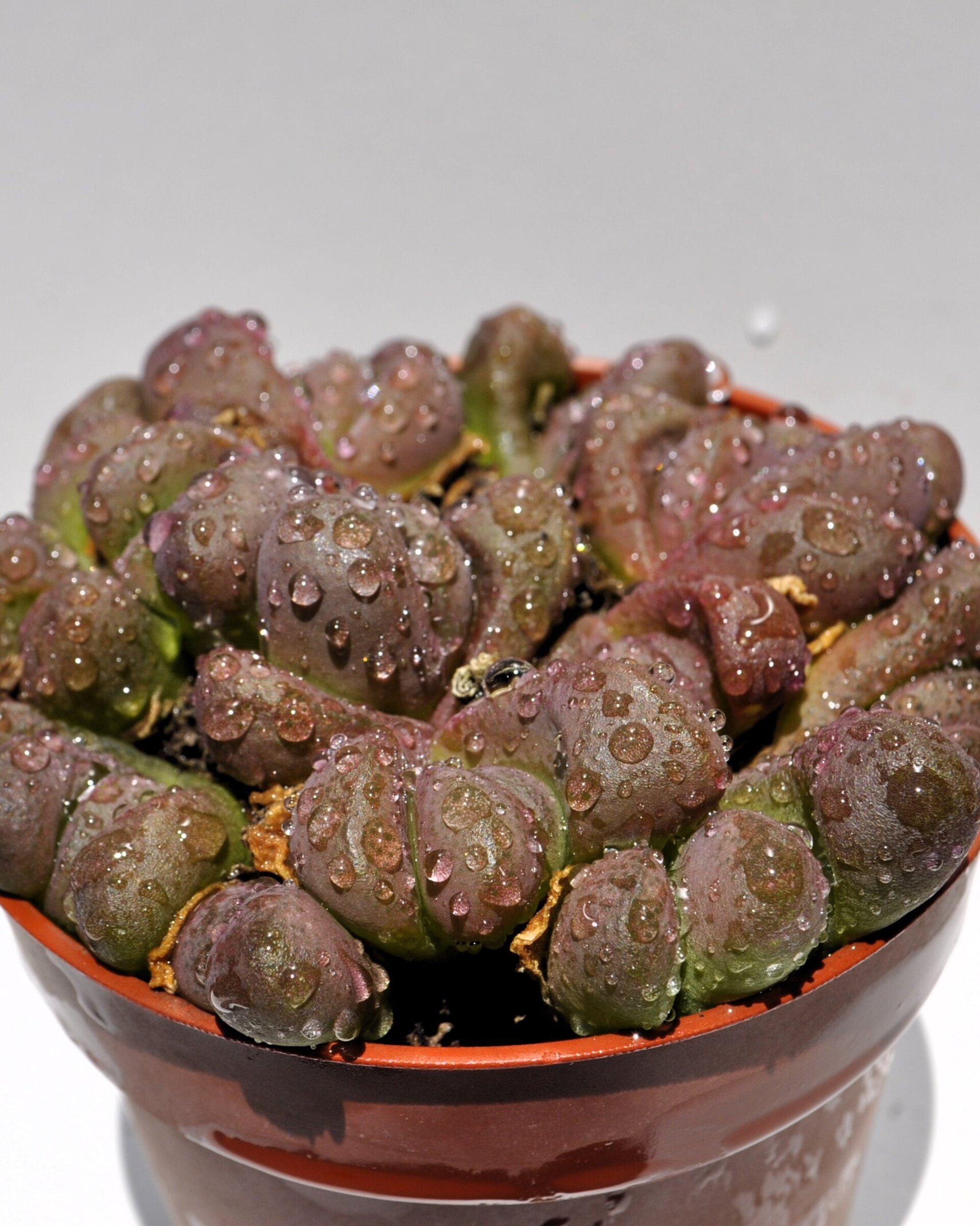 Glottiphyllum pygmaeum M8.5 (lengua de gato) - 6