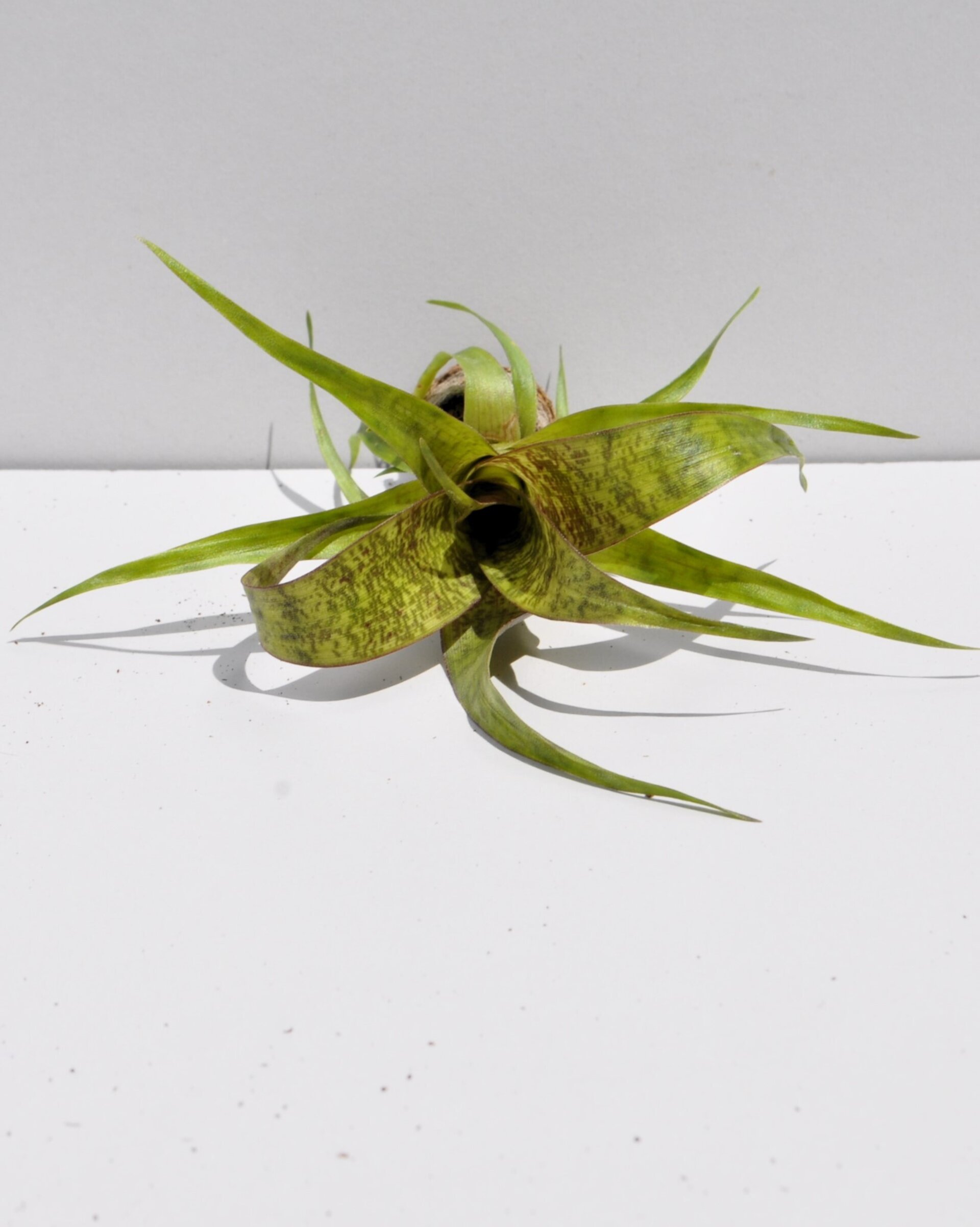 Vriesea 'Red Chestnut' (mini) - 4