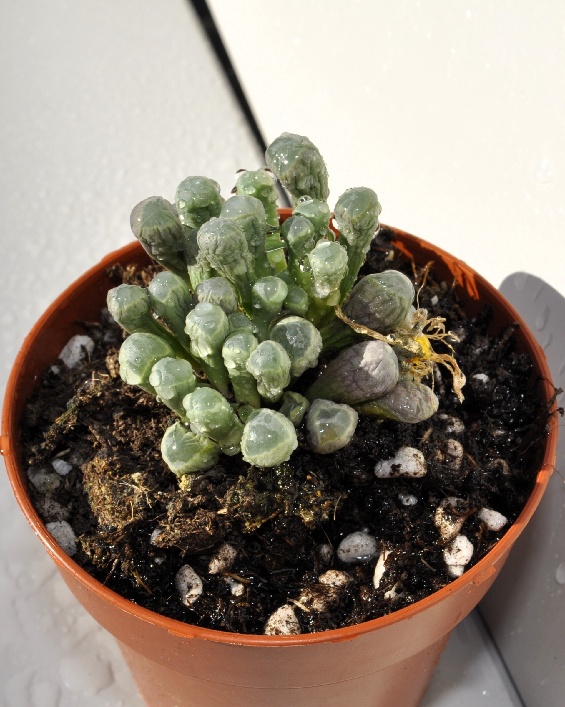 Fenestraria rhopalophylla (planta ventana) - 5