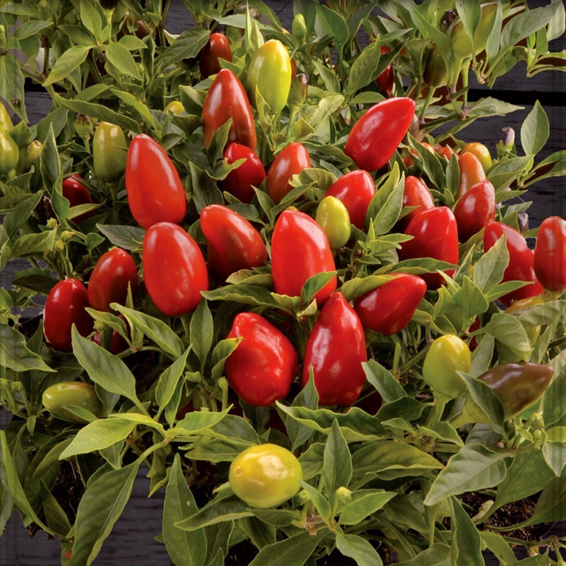 Capsicum annuum (pimiento ornamental) - Semillas - 1
