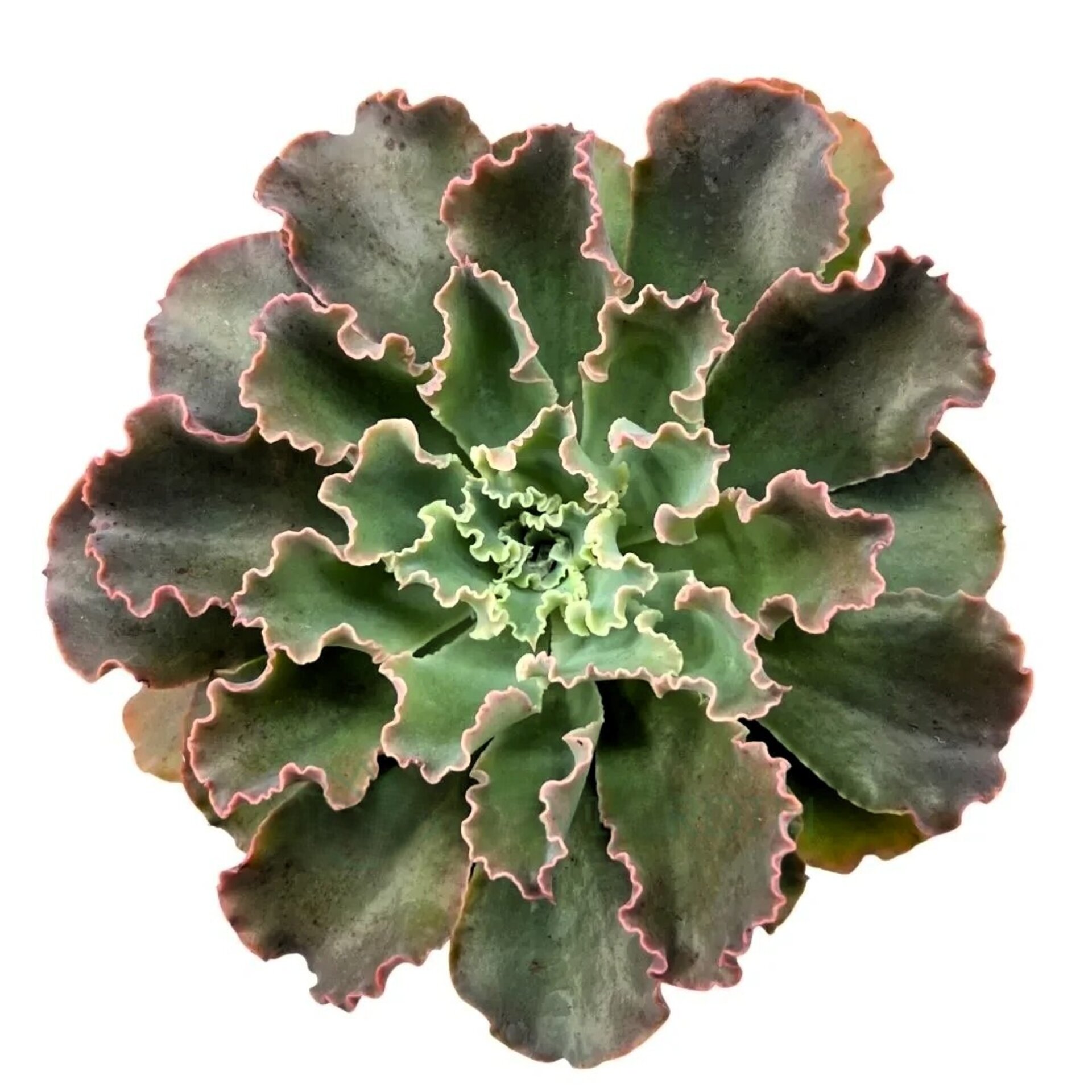 Echeveria ‘Blue Waves’ (conchitas, echeveria de olas azules) - 1