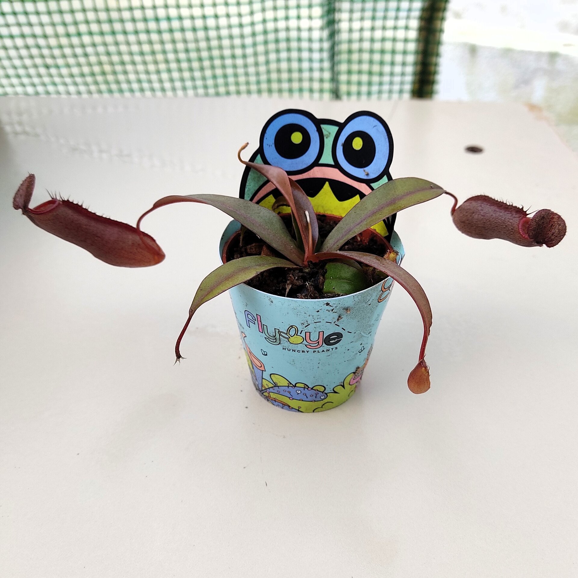 Planta carnívora Nepenthes sp. M5,5 (planta jarro, copa de mono) - 6