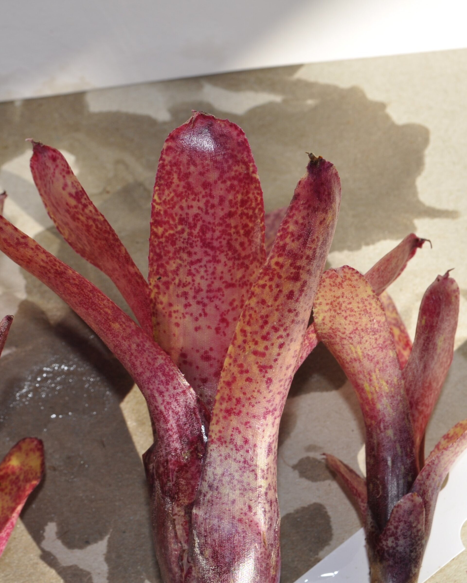 Neoregelia 'Red Waif' - 6