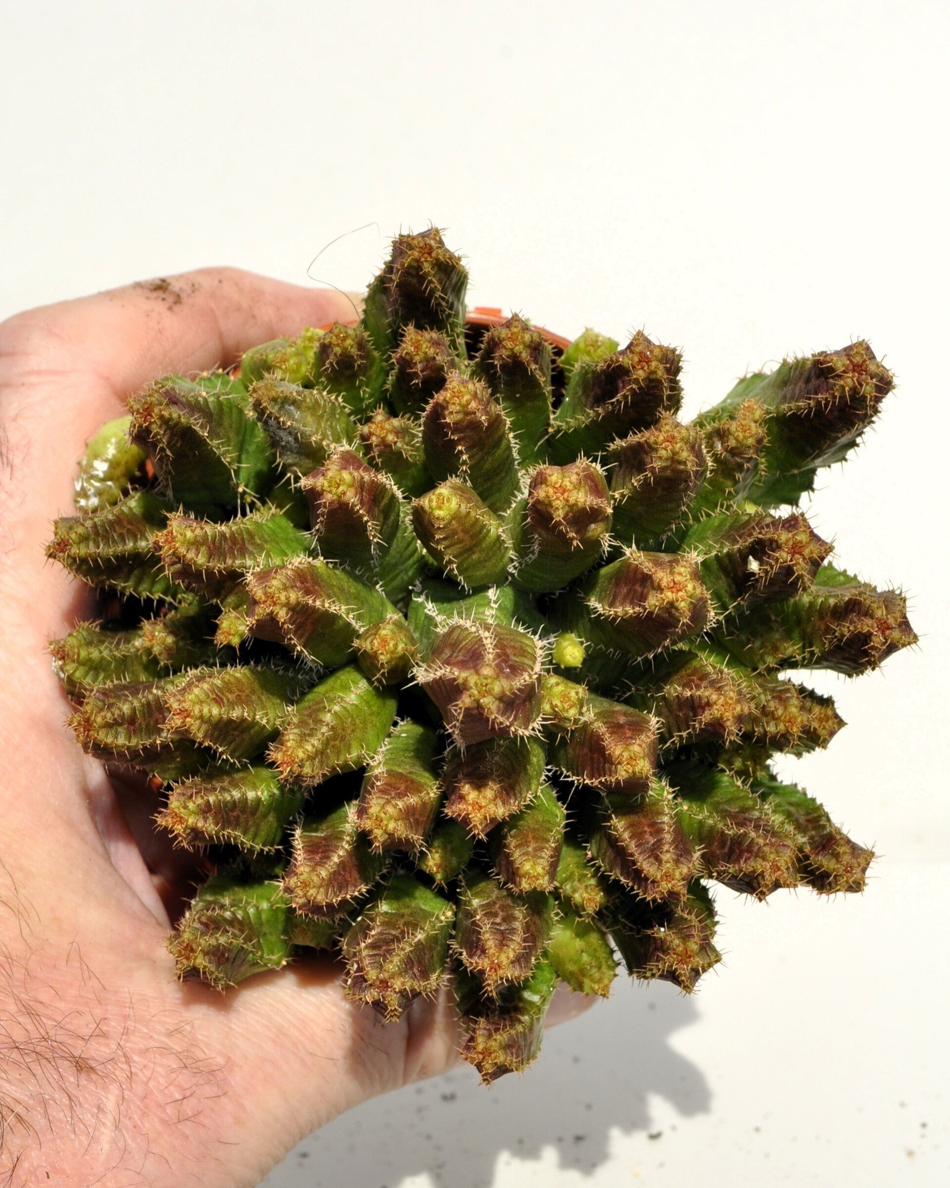 Euphorbia cf. pitica - 4
