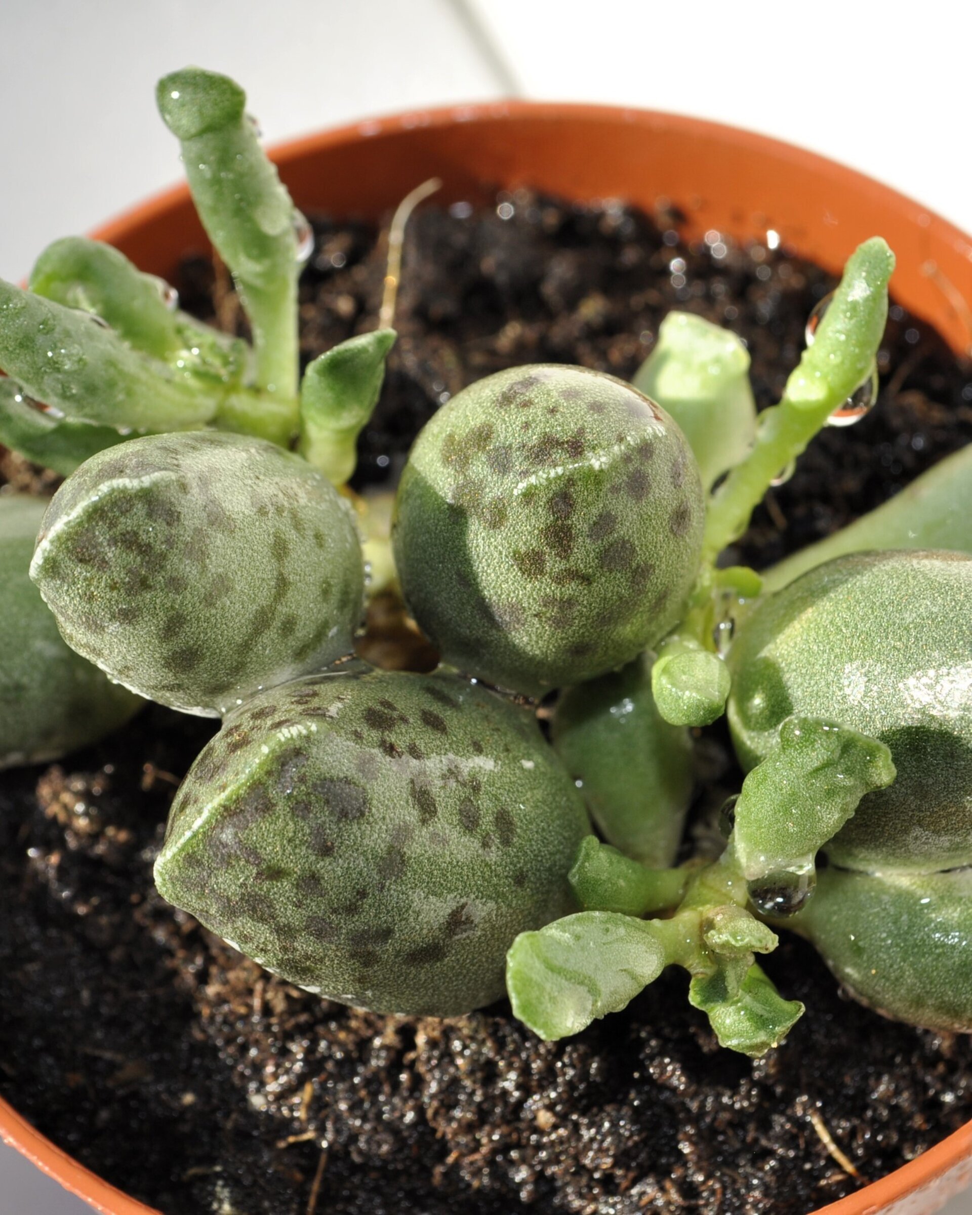 Adromischus cooperi var. festivus - 6