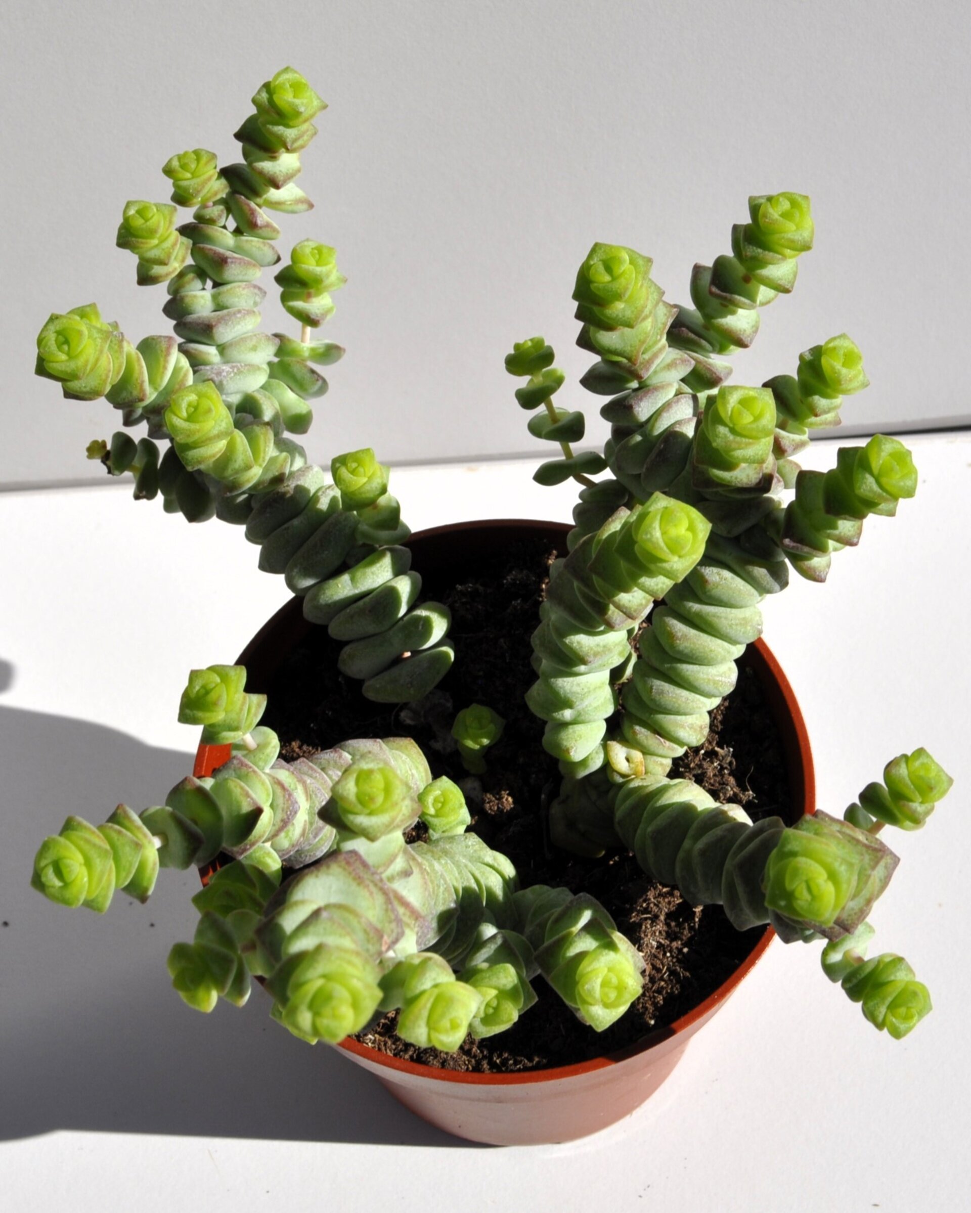Crassula marnieriana Baby Jade Necklace (collar de jade, pagoda china) - 6