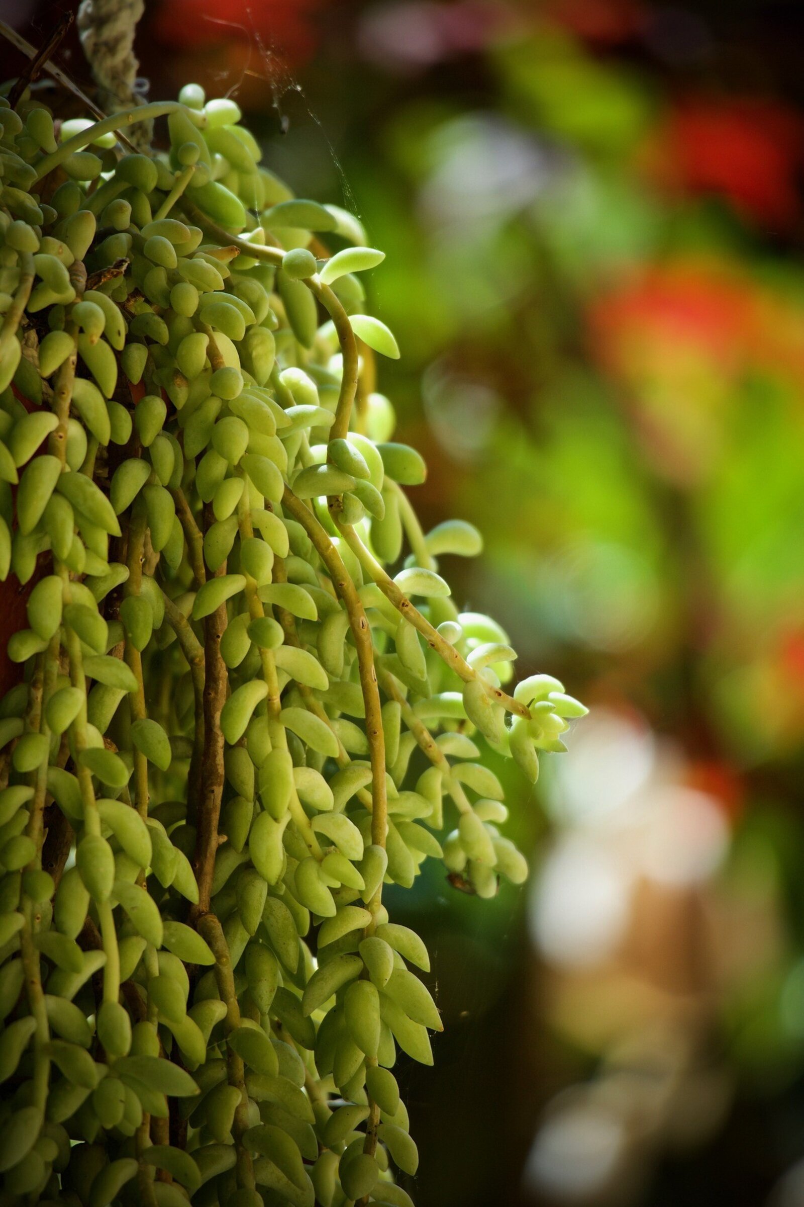 Suculentas colgantes (epifitas)