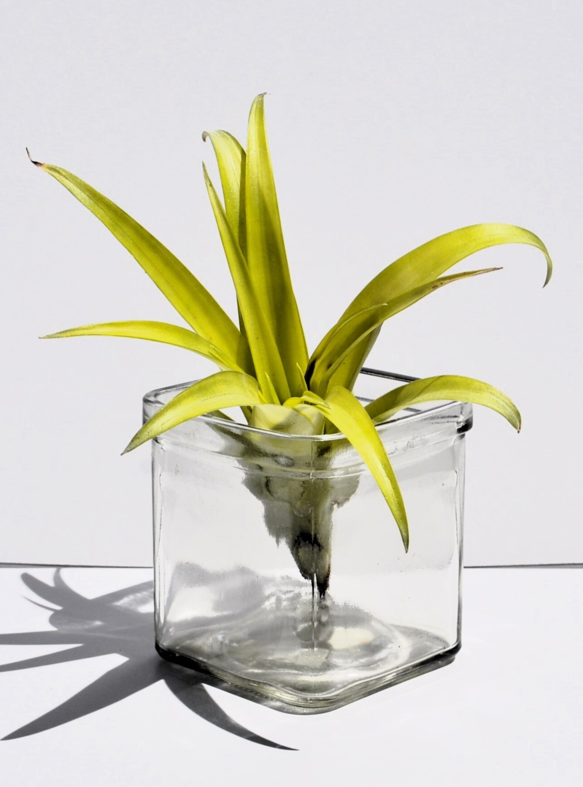 Tillandsia flabellata var. rubra - 2