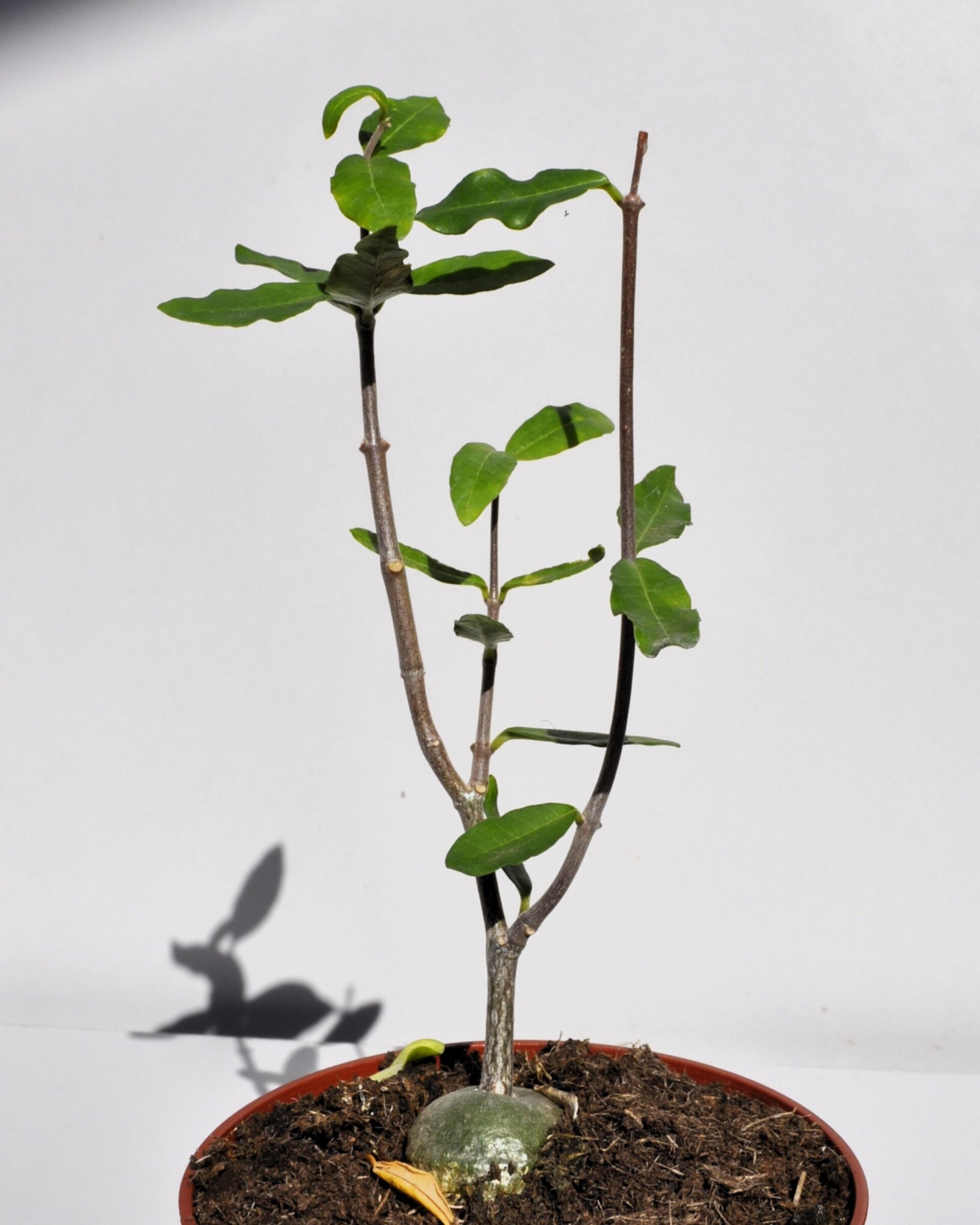 Fockea edulis (planta botella, pan de los hotentotes) - 5