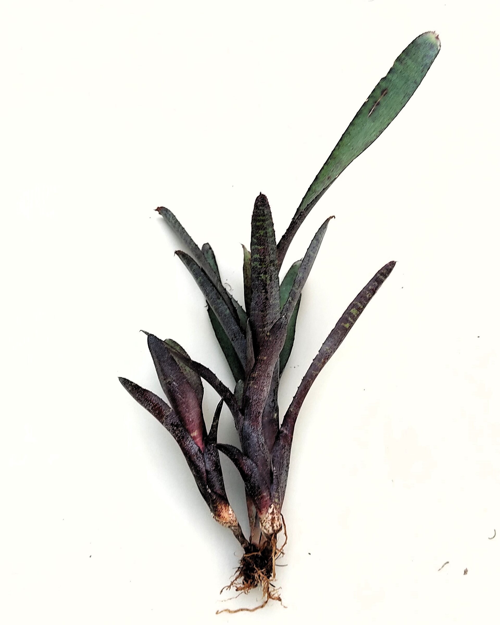Neoregelia ampullacea purpurea - 5