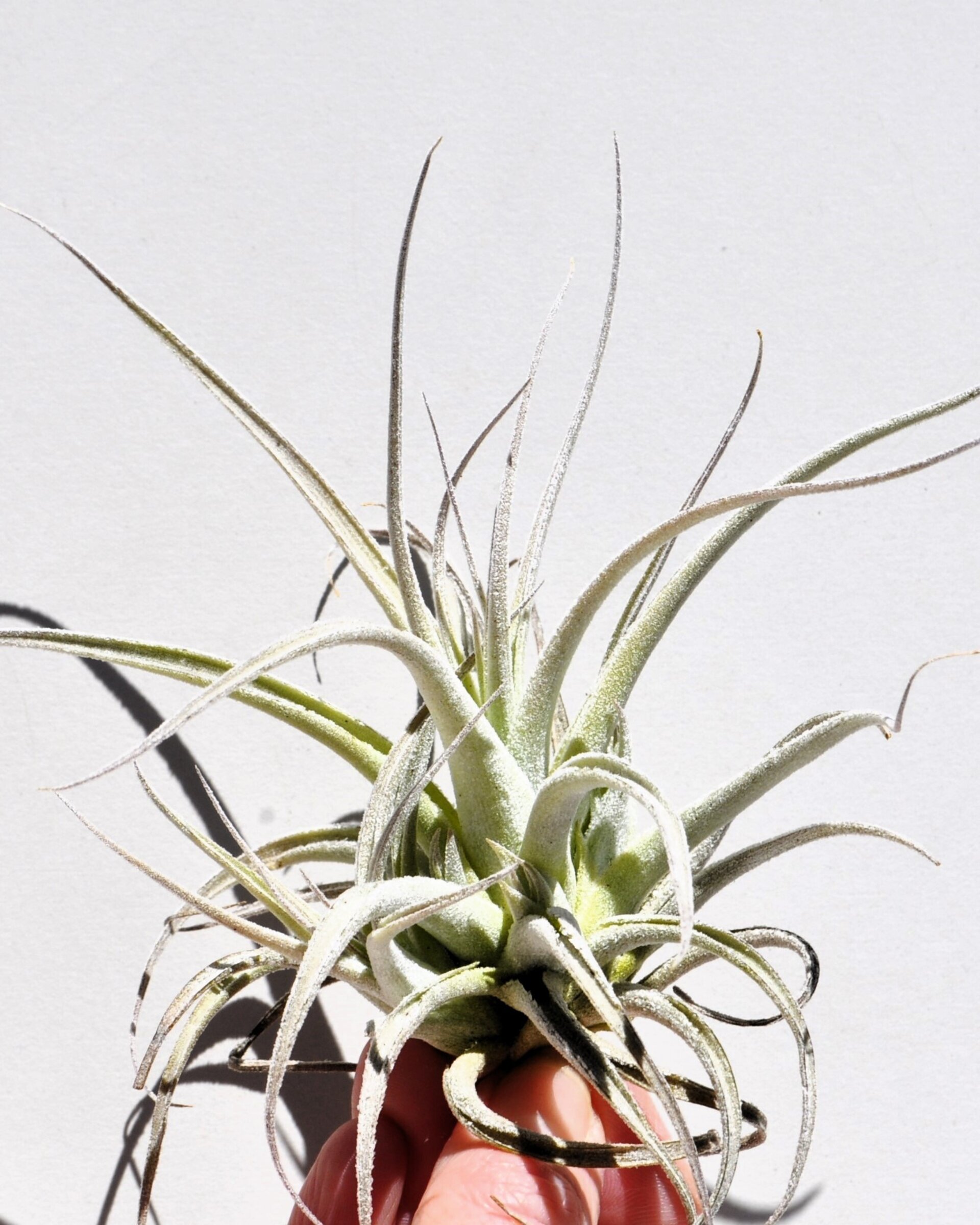 Tillandsia leonamiana - 4