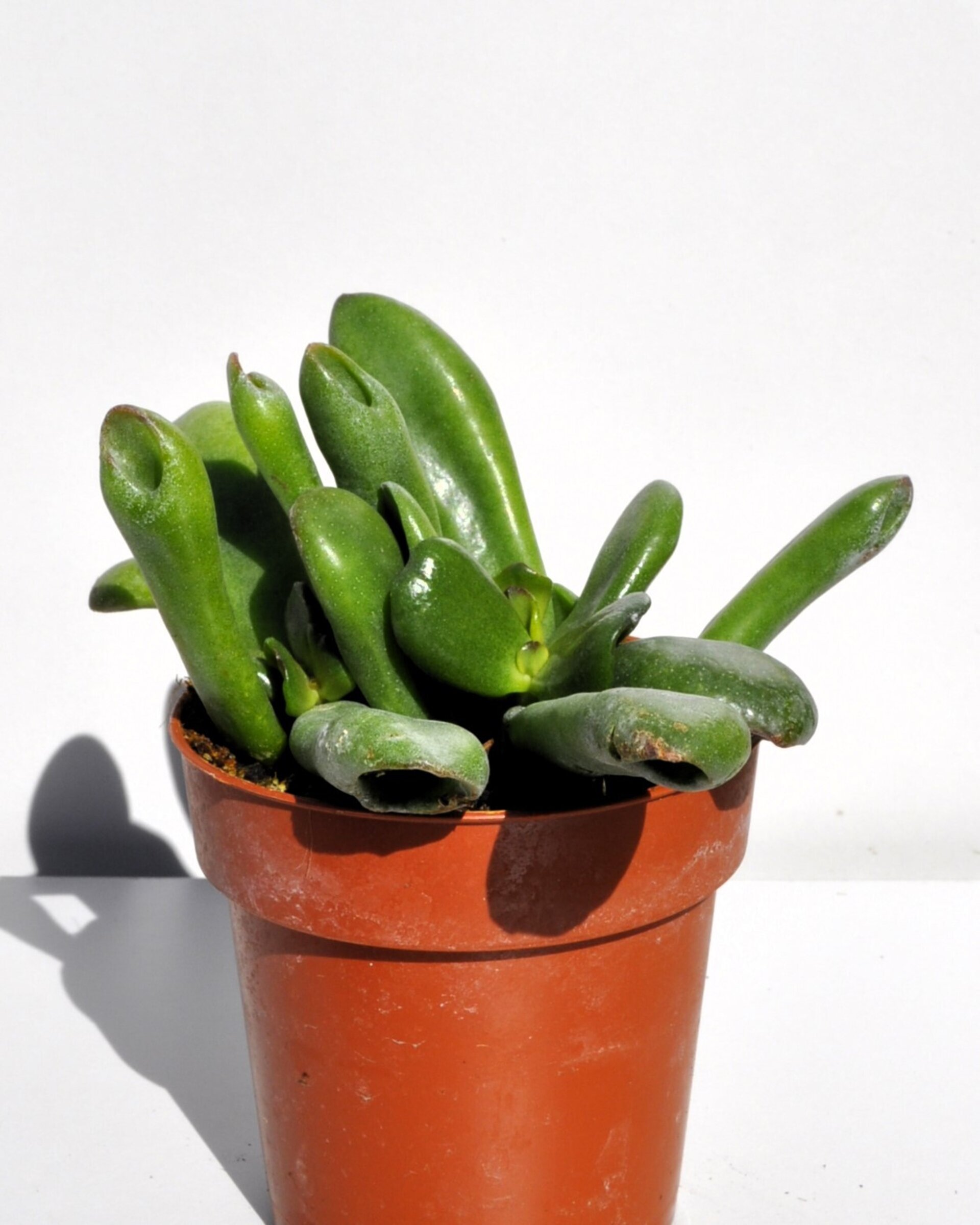 Crassula ovata 'Hobbit' - 4