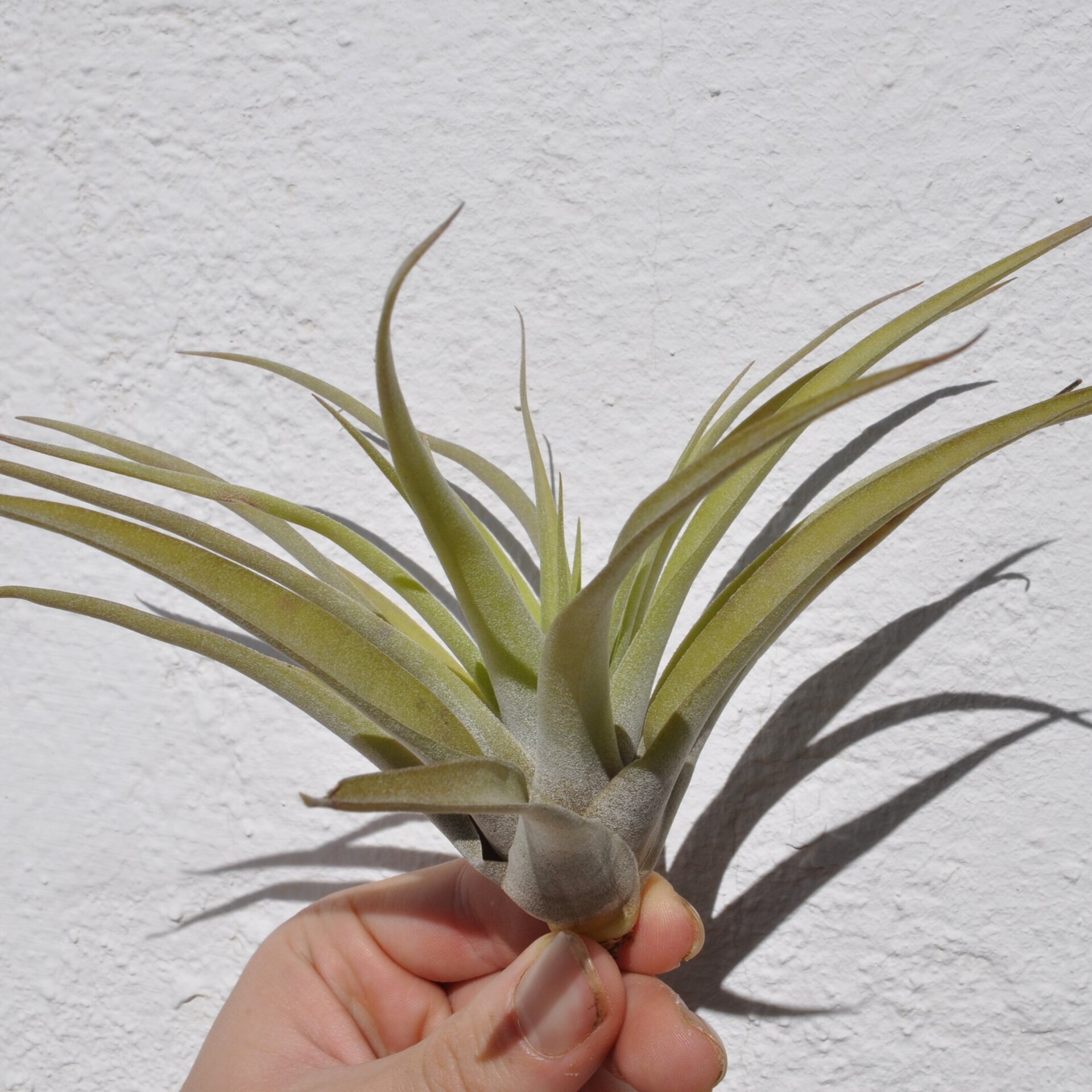 Tillandsia capitata 'Peach' (medium) - 2