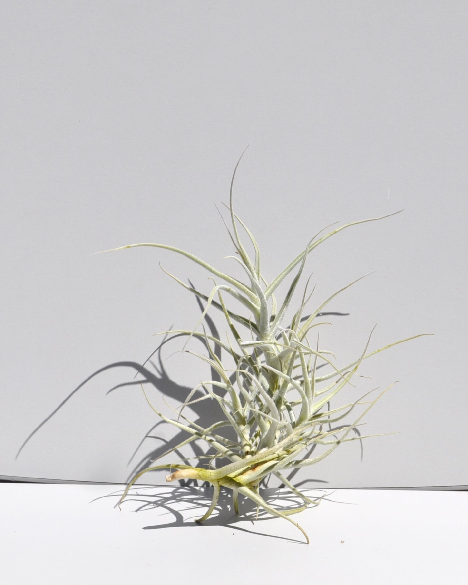 Tillandsia paleacea - 5