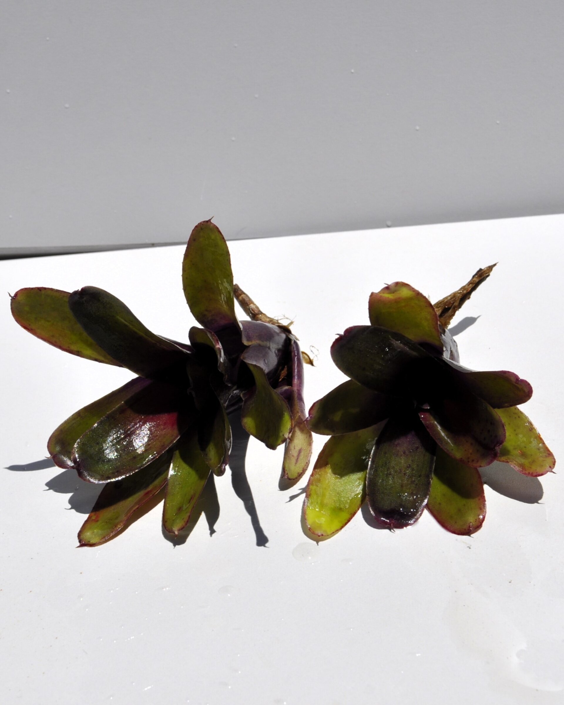 Neoregelia 'Mephisto' - 3