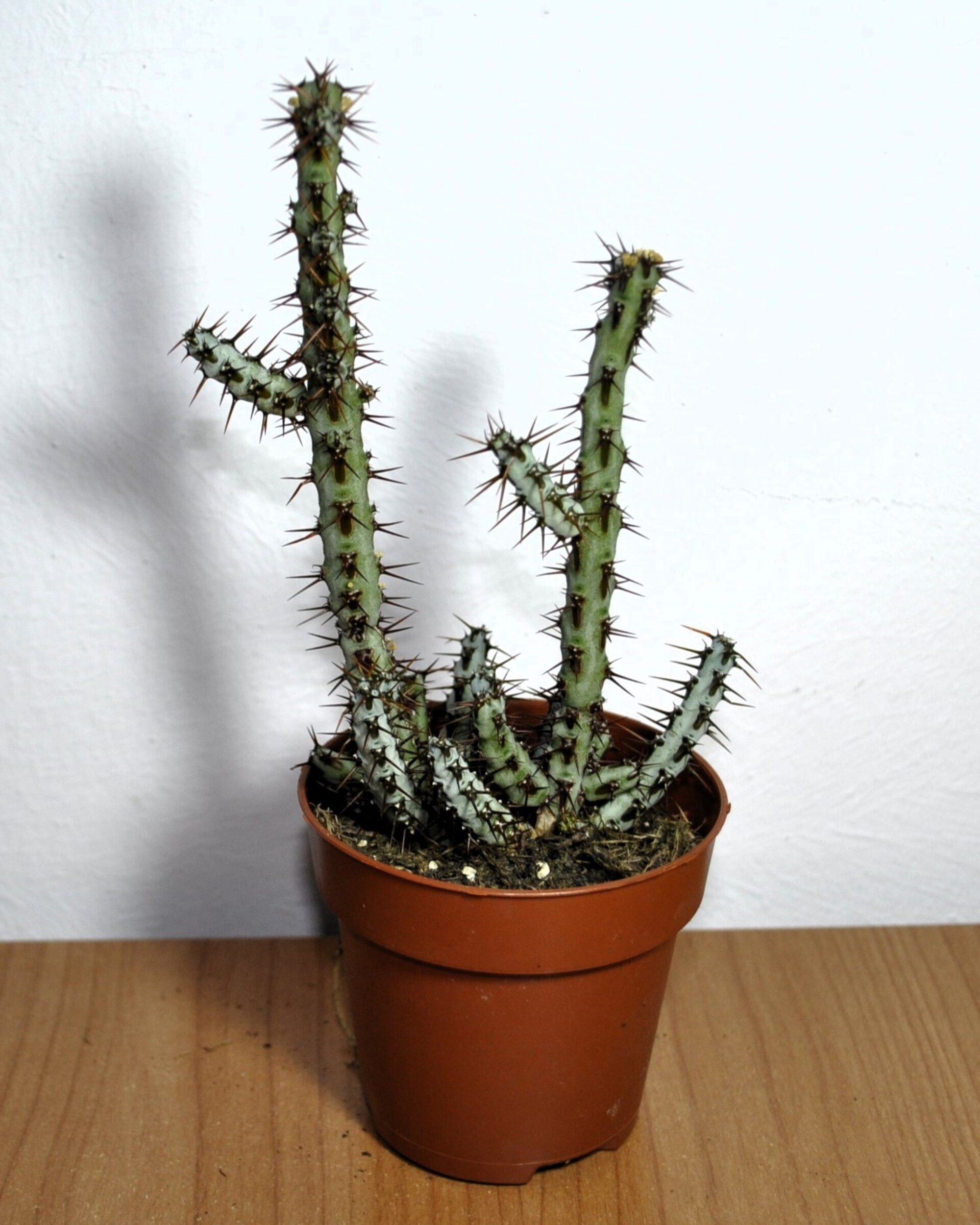 Euphorbia aeruginosa - 8