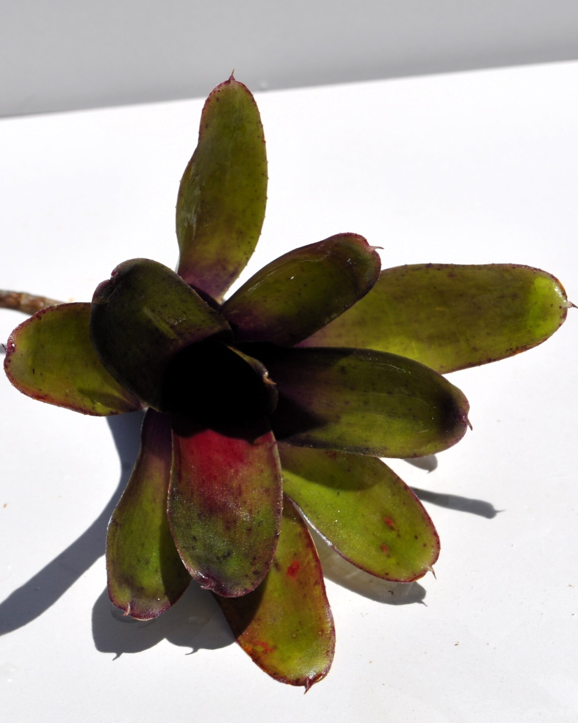 Neoregelia 'Mephisto' - 6