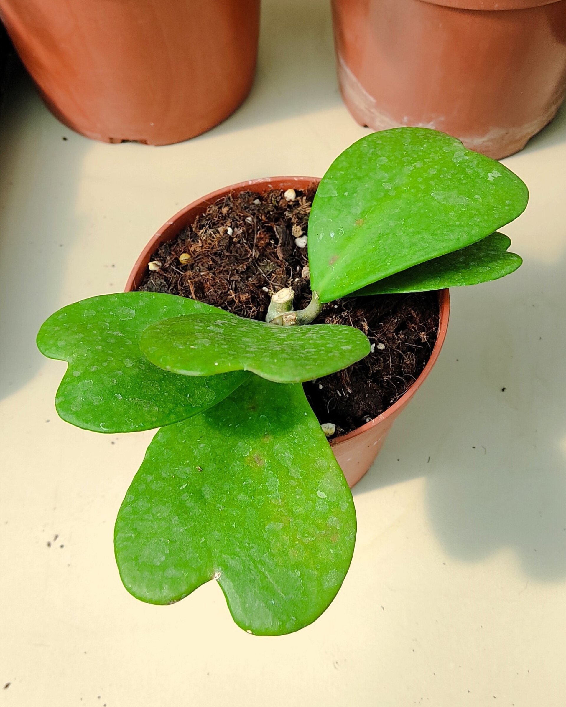 Hoya kerrii [enredadera] (planta corazón enredadera) - 5