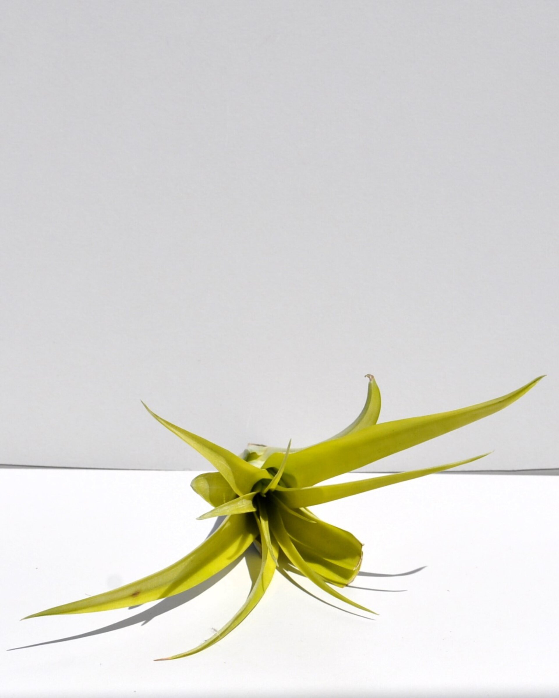 Tillandsia flabellata var. rubra - 4