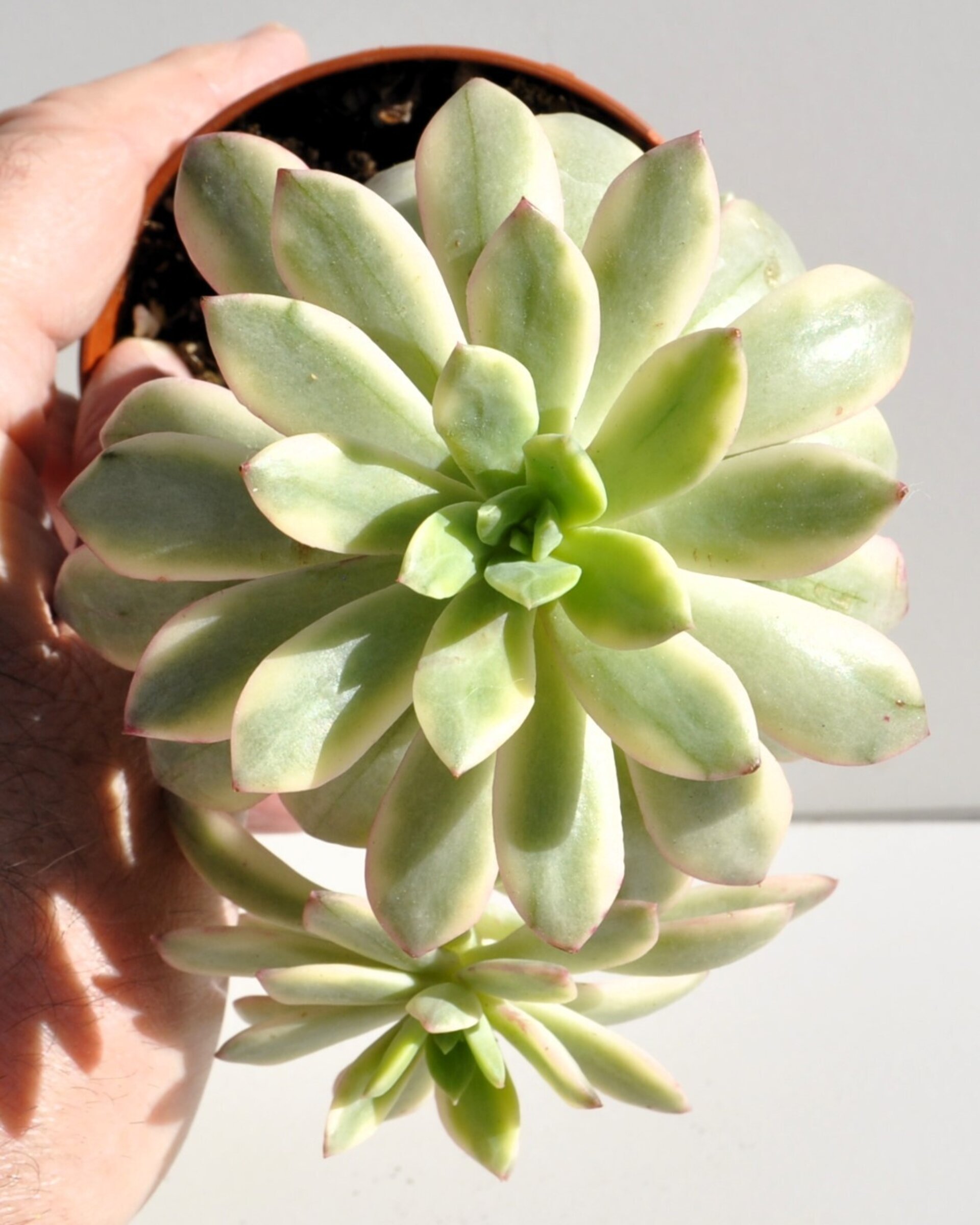Echeveria cf. agavoides 'Minibelle Variegata' - 6